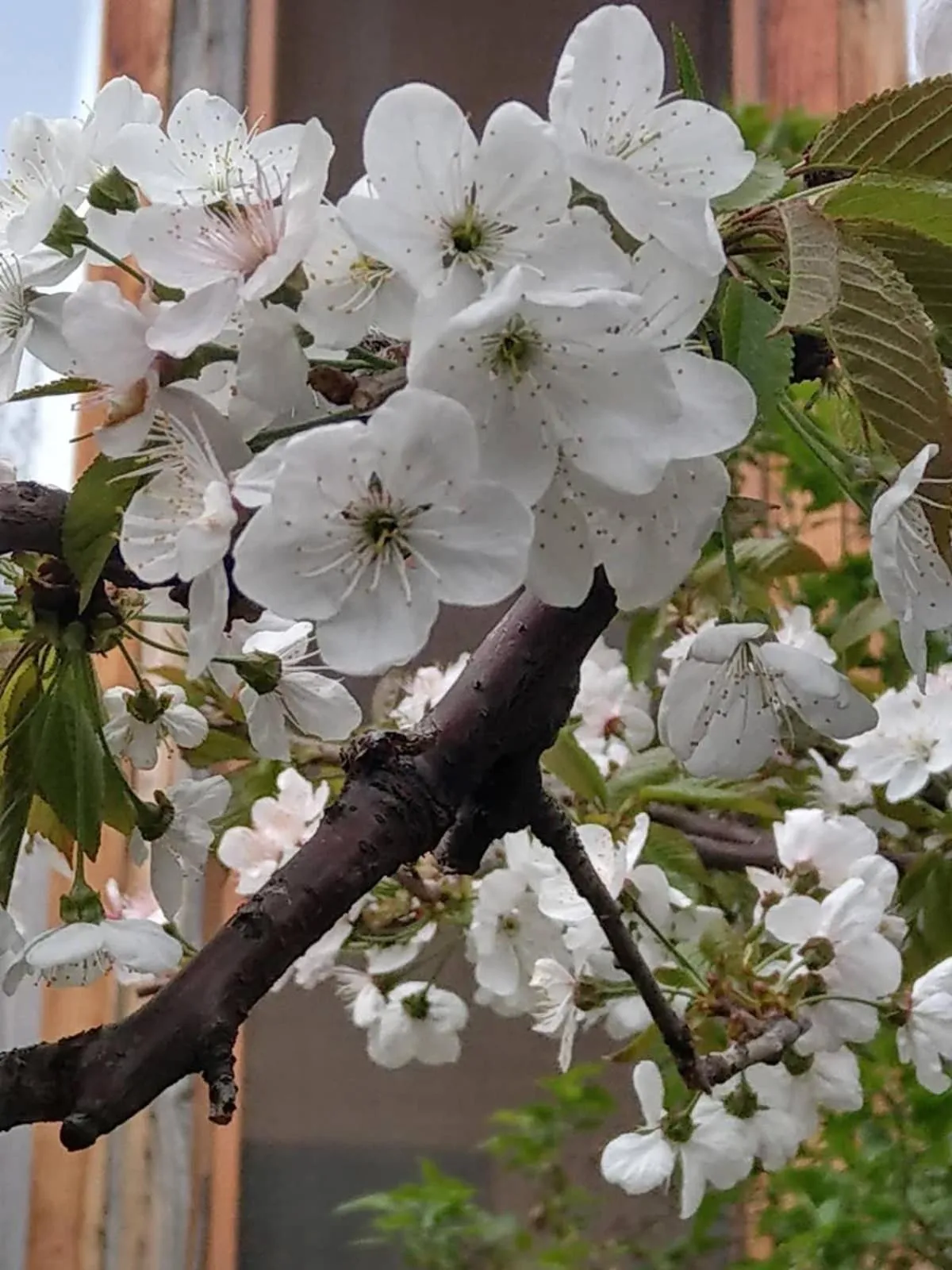 Li Yes Yerevan hotel