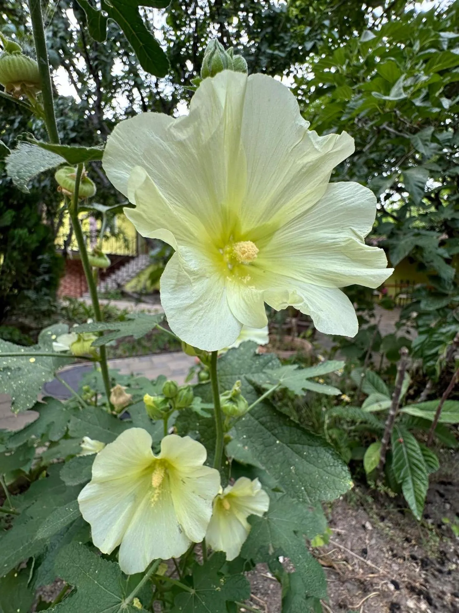 Li Yes Yerevan hotel