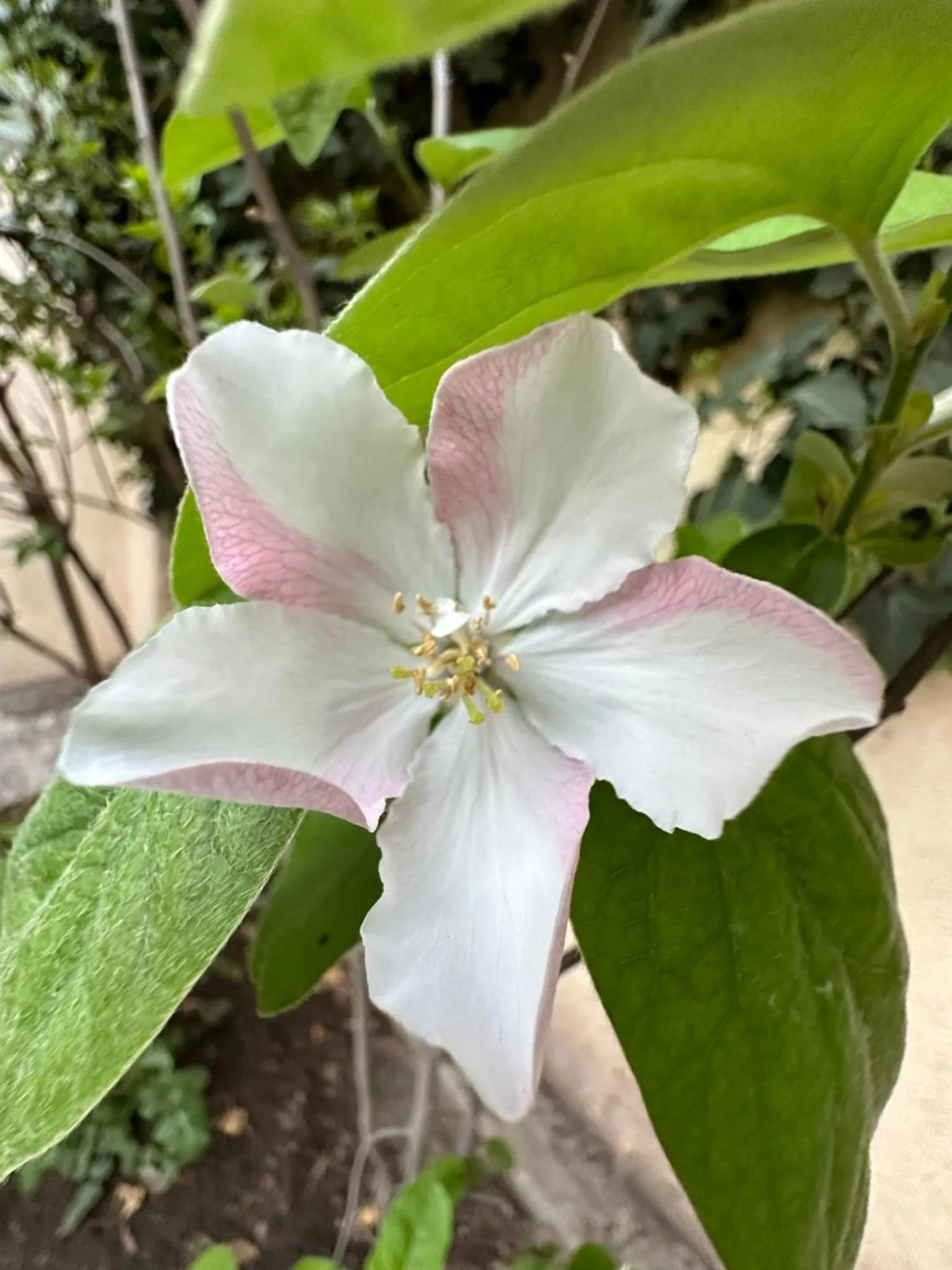 Li Yes Yerevan hotel