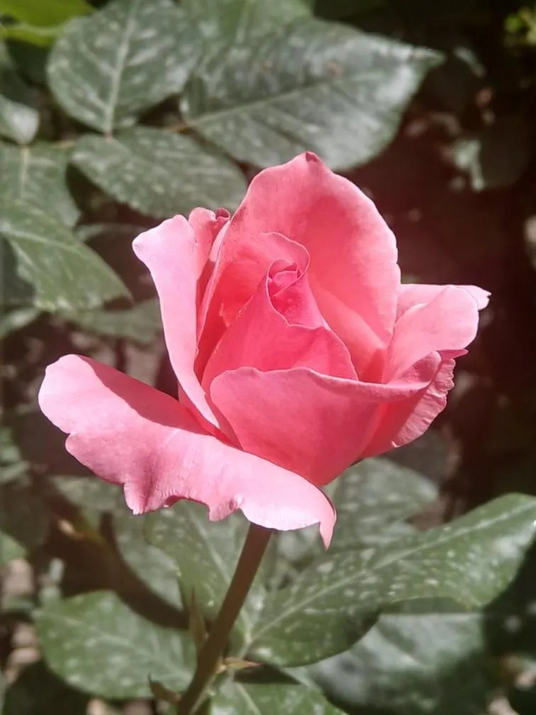 Li Yes Yerevan hotel