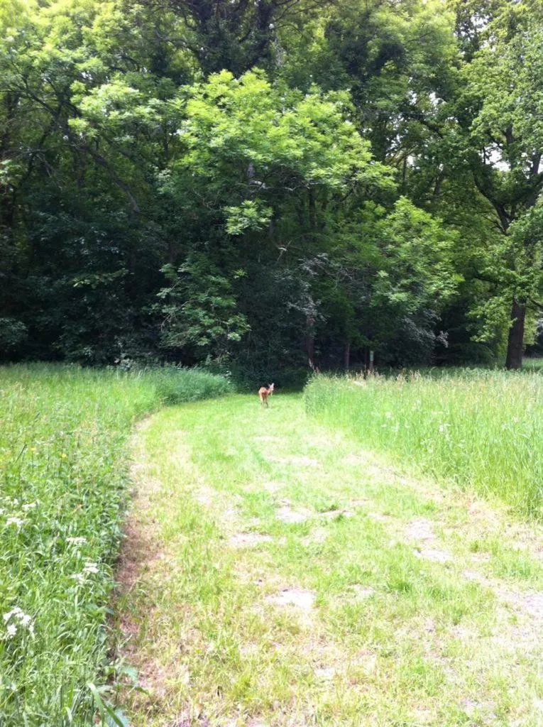 Natural landscape in Oostvoornsch Gastenverblijf