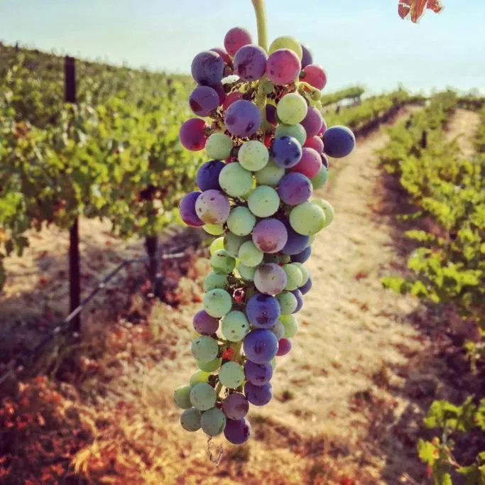 Papillon Cellars - The Loft