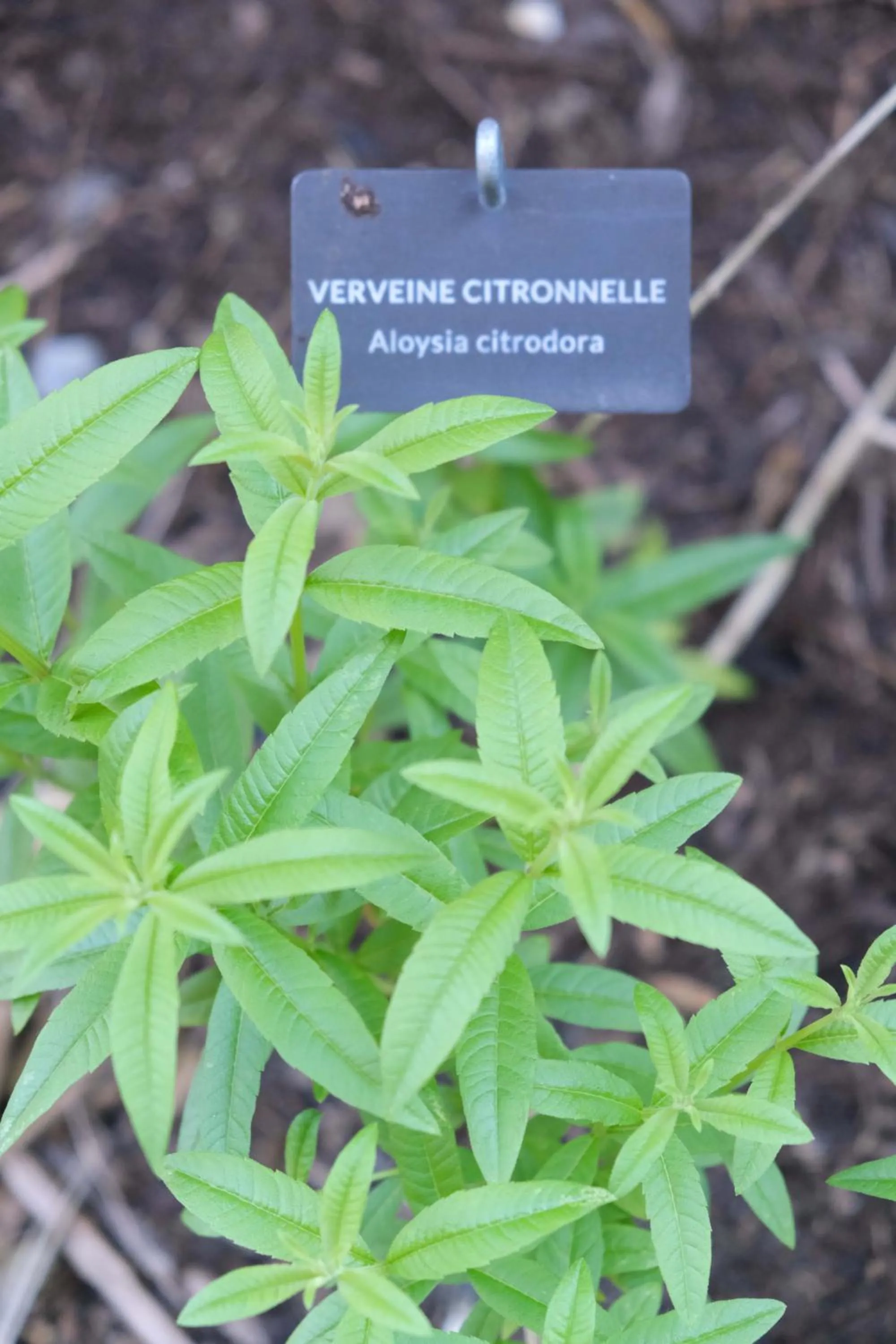 Garden in Eklo Hotels Bordeaux Centre Bastide