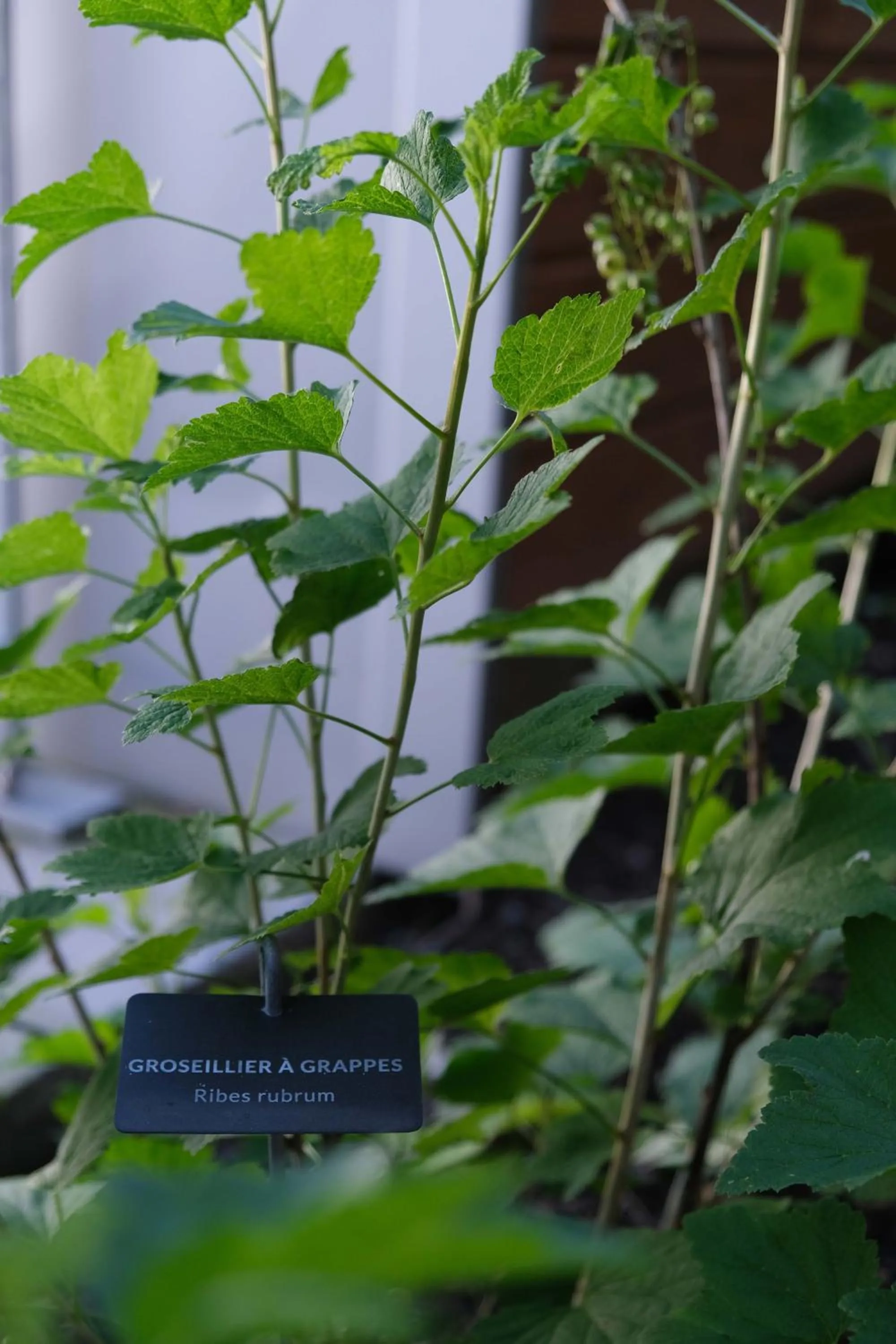 Garden in Eklo Hotels Bordeaux Centre Bastide