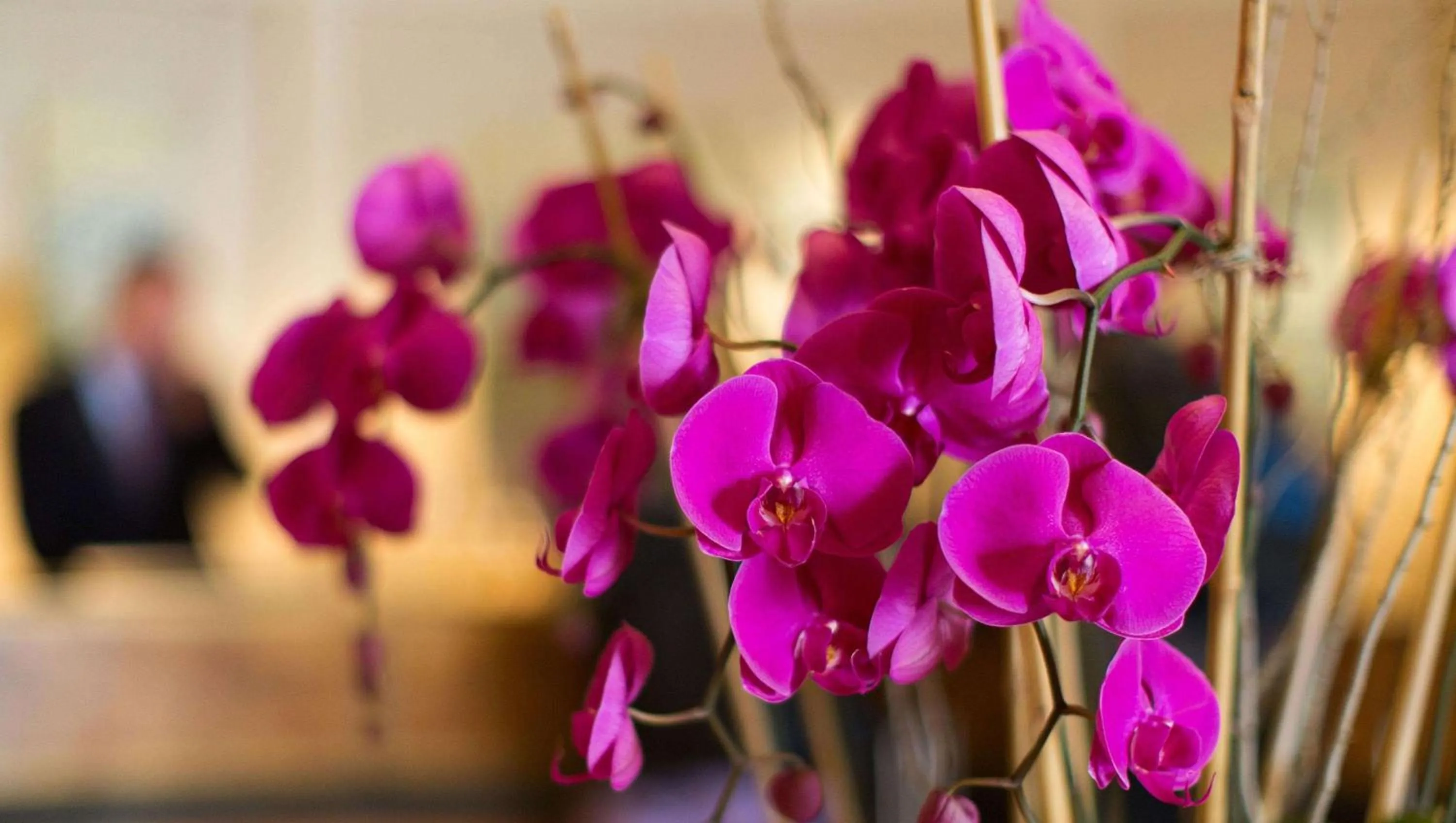 Lobby or reception in Econo Lodge Inn & Suites Ocean Springs - Biloxi