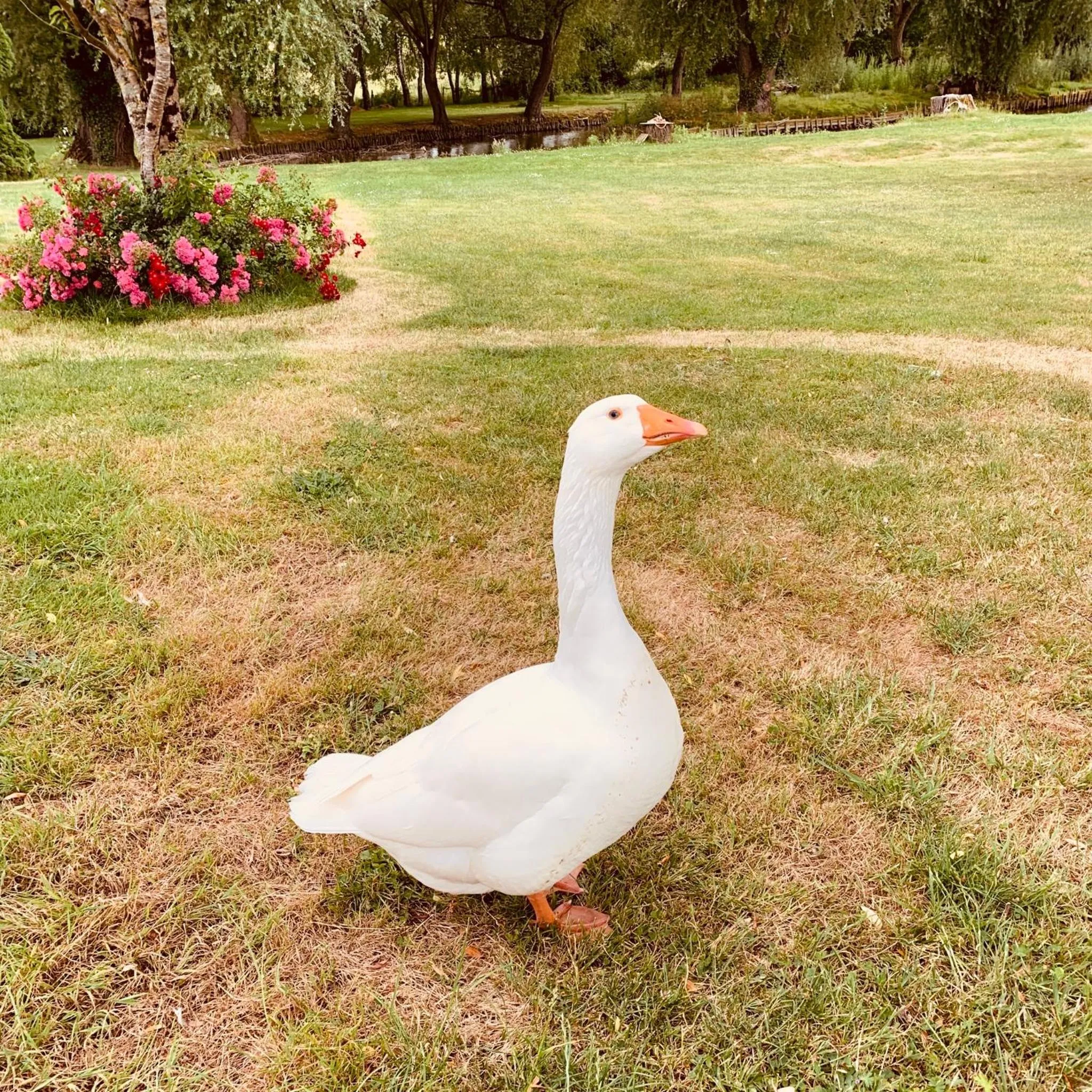Garden view in Domaine de Roullet