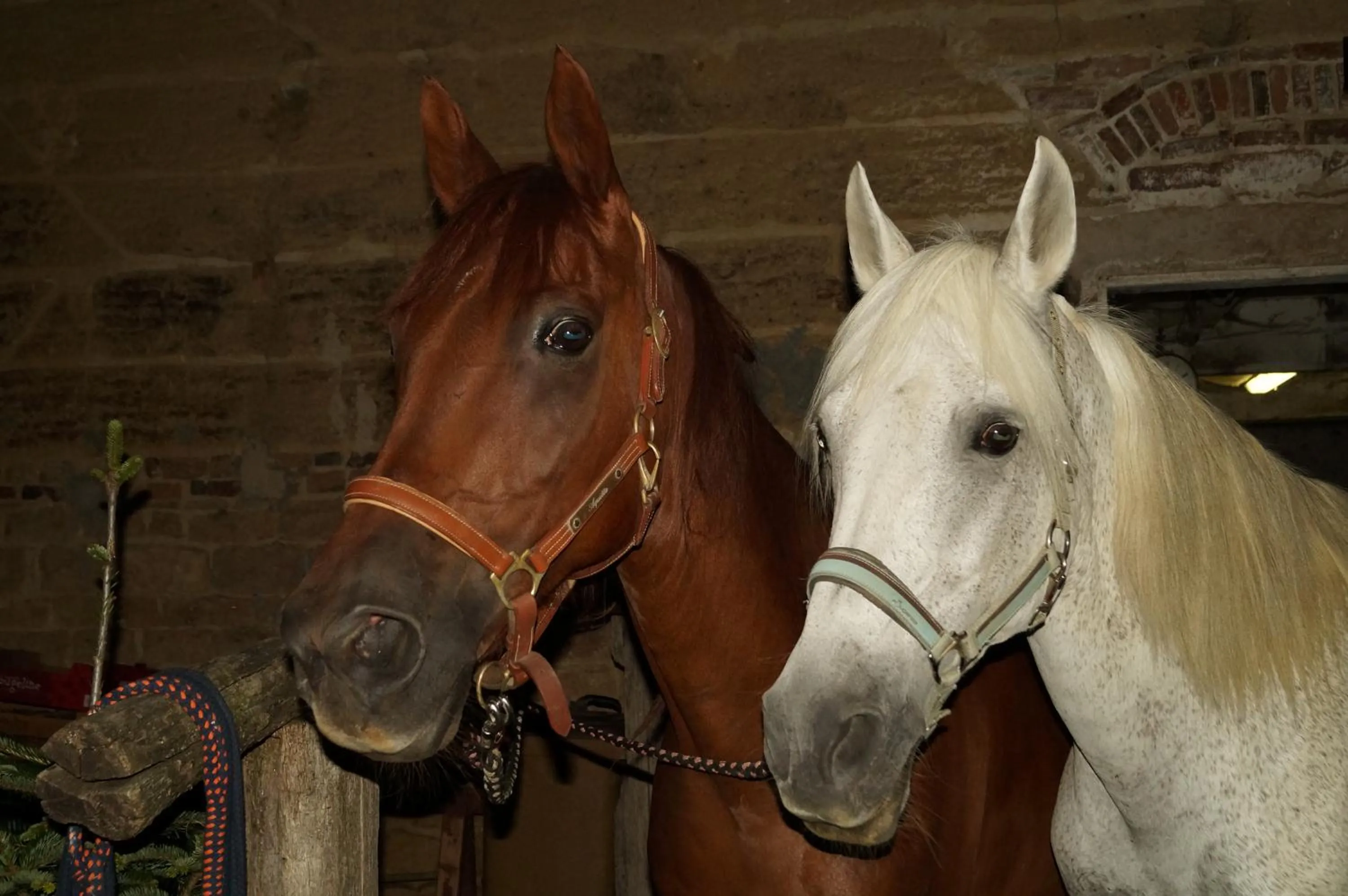 Pets in Chambre d'Hôtes Familiale la Jument Grise