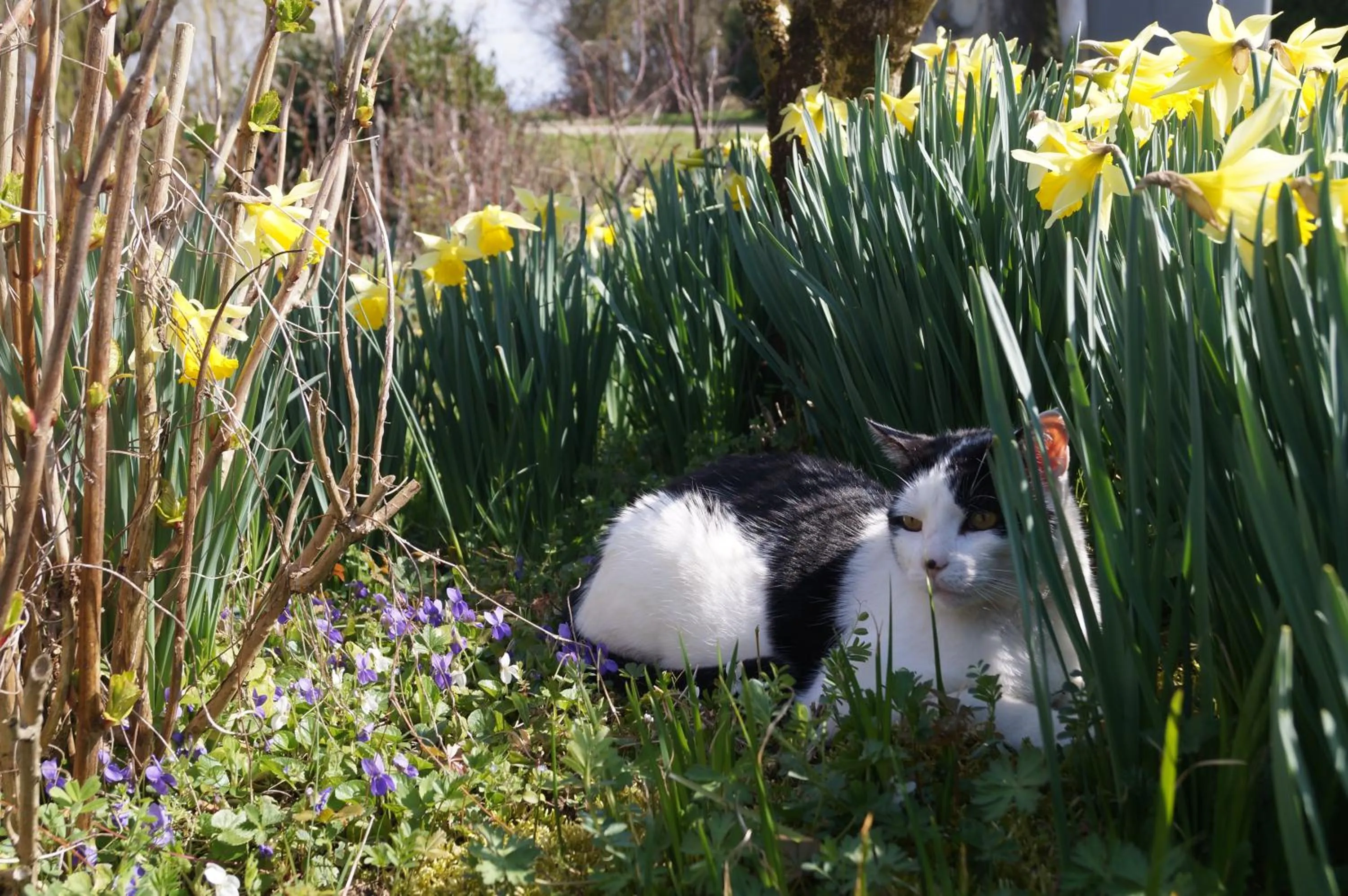 Animals in Chambre d'Hôtes Familiale la Jument Grise