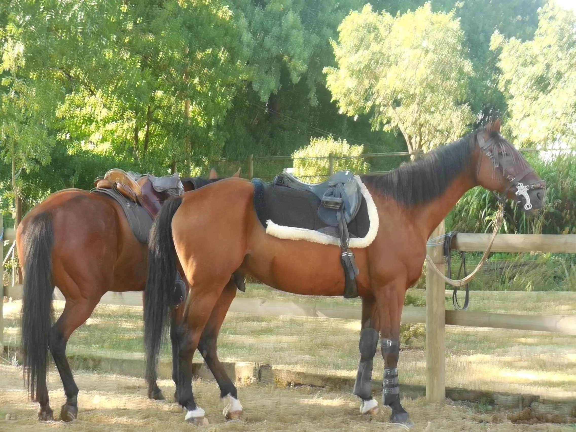 Pets in Chambre d'Hôtes Familiale la Jument Grise