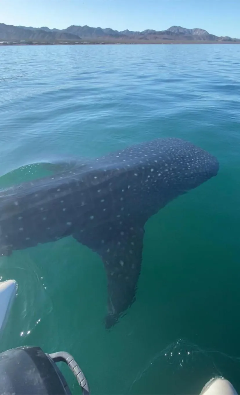 Animals in Los Vientos Hotel