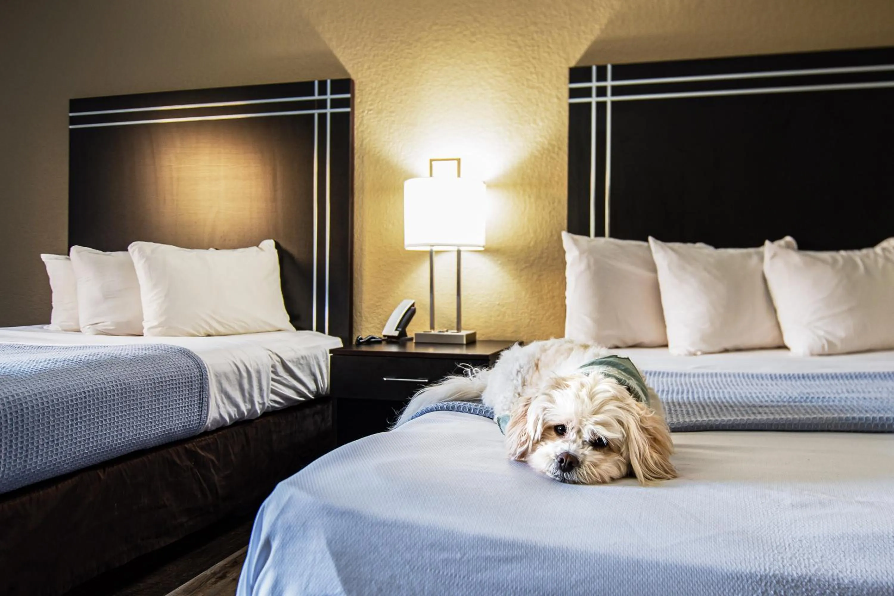 Bed in Econo Lodge Cleveland Southeast - Kent