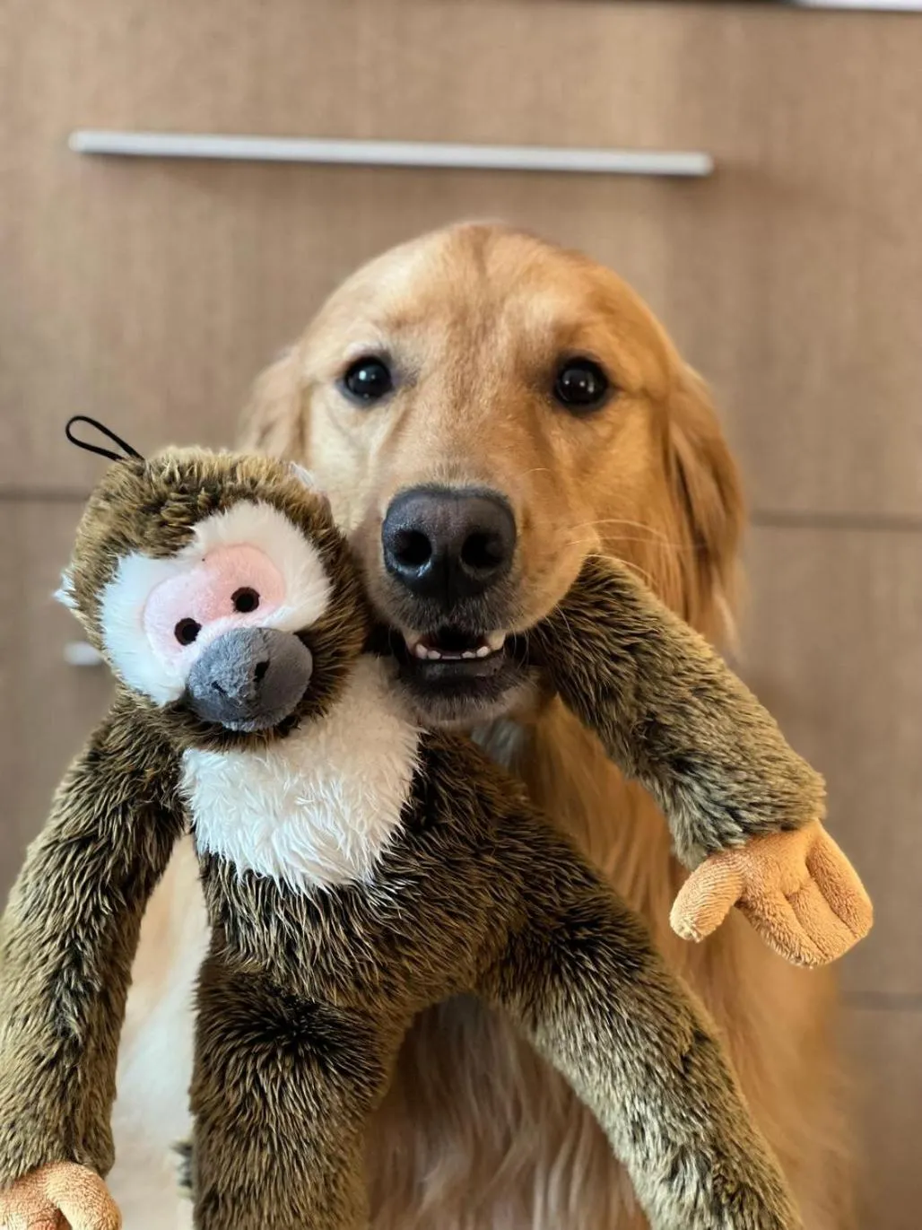 pet friendly in Spark By Hilton Cleveland Beachwood