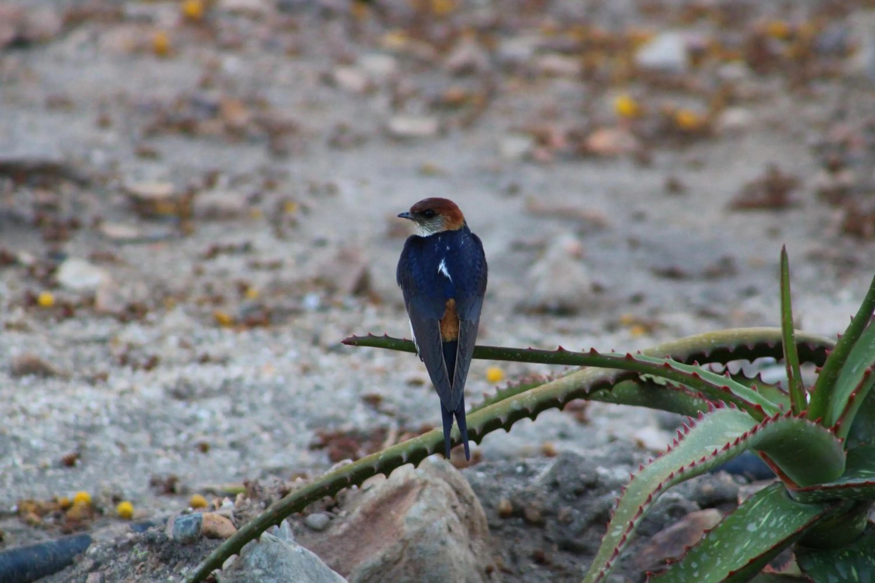 Bosch Luys Kloof Nature Reserve