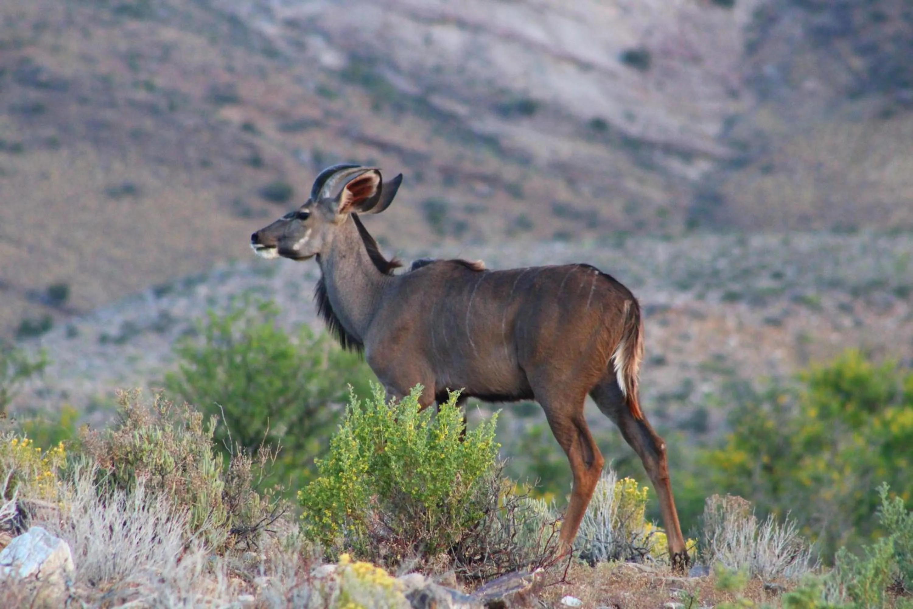 Bosch Luys Kloof Nature Reserve