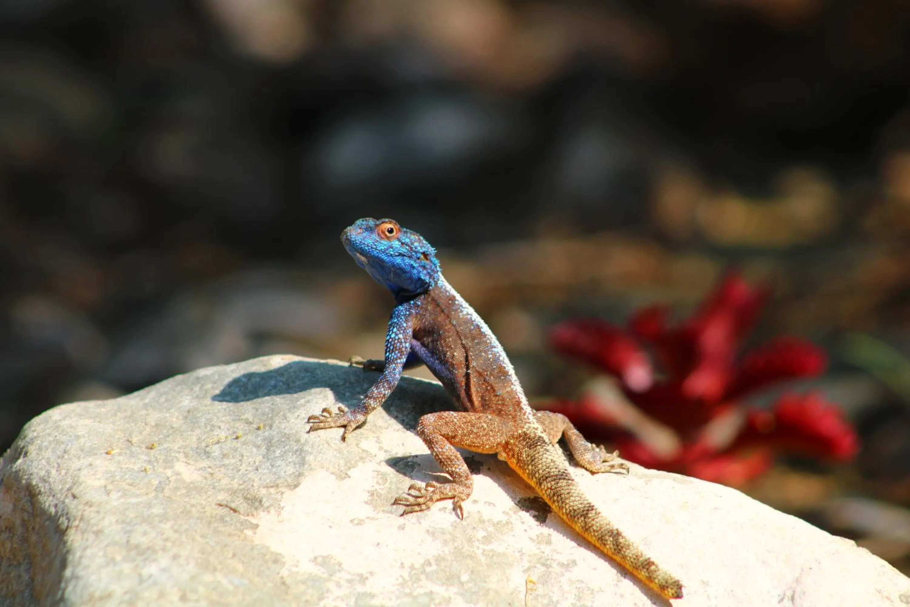 Bosch Luys Kloof Nature Reserve