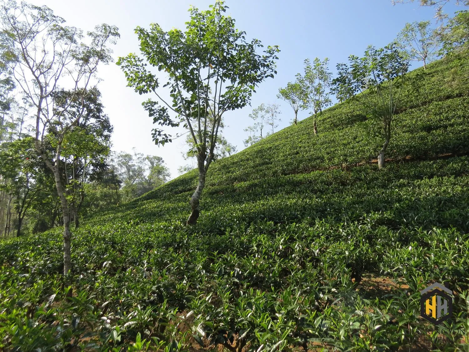 Natural landscape in Harrington Heritage