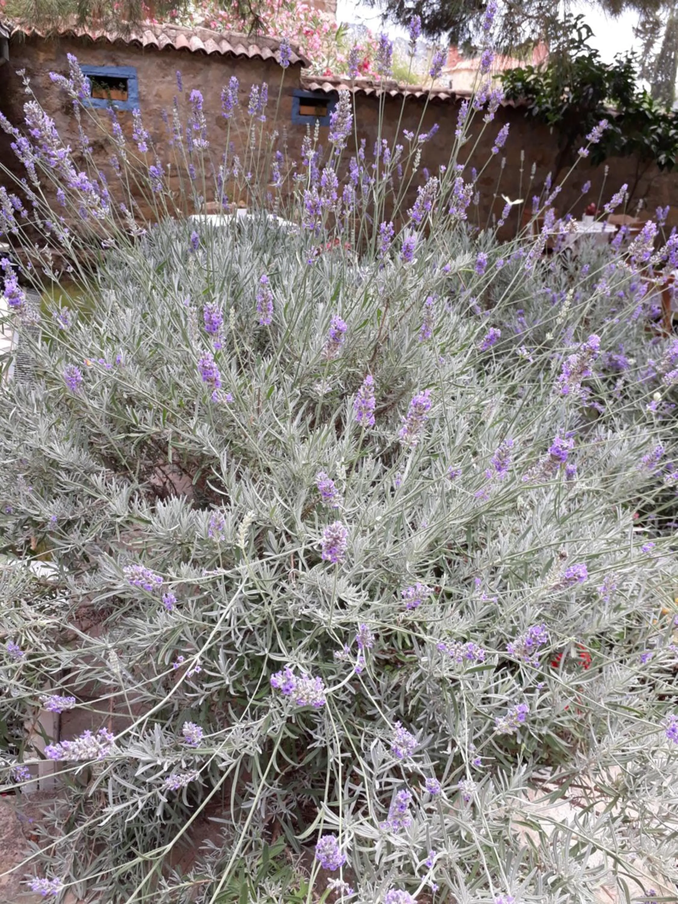 Property building in Adatepe Otel