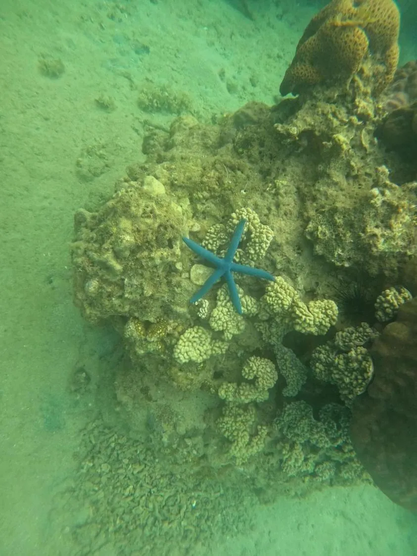 Snorkeling in Sông Suối Homestay