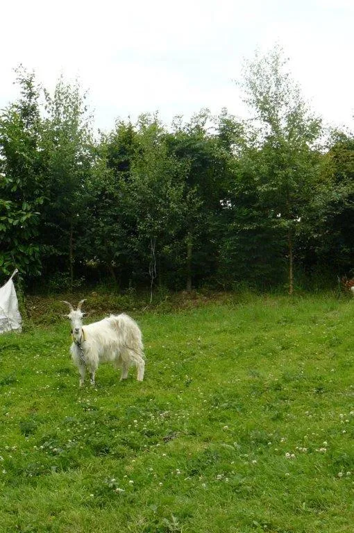 Pets in Le fief Beaurepaire 76280