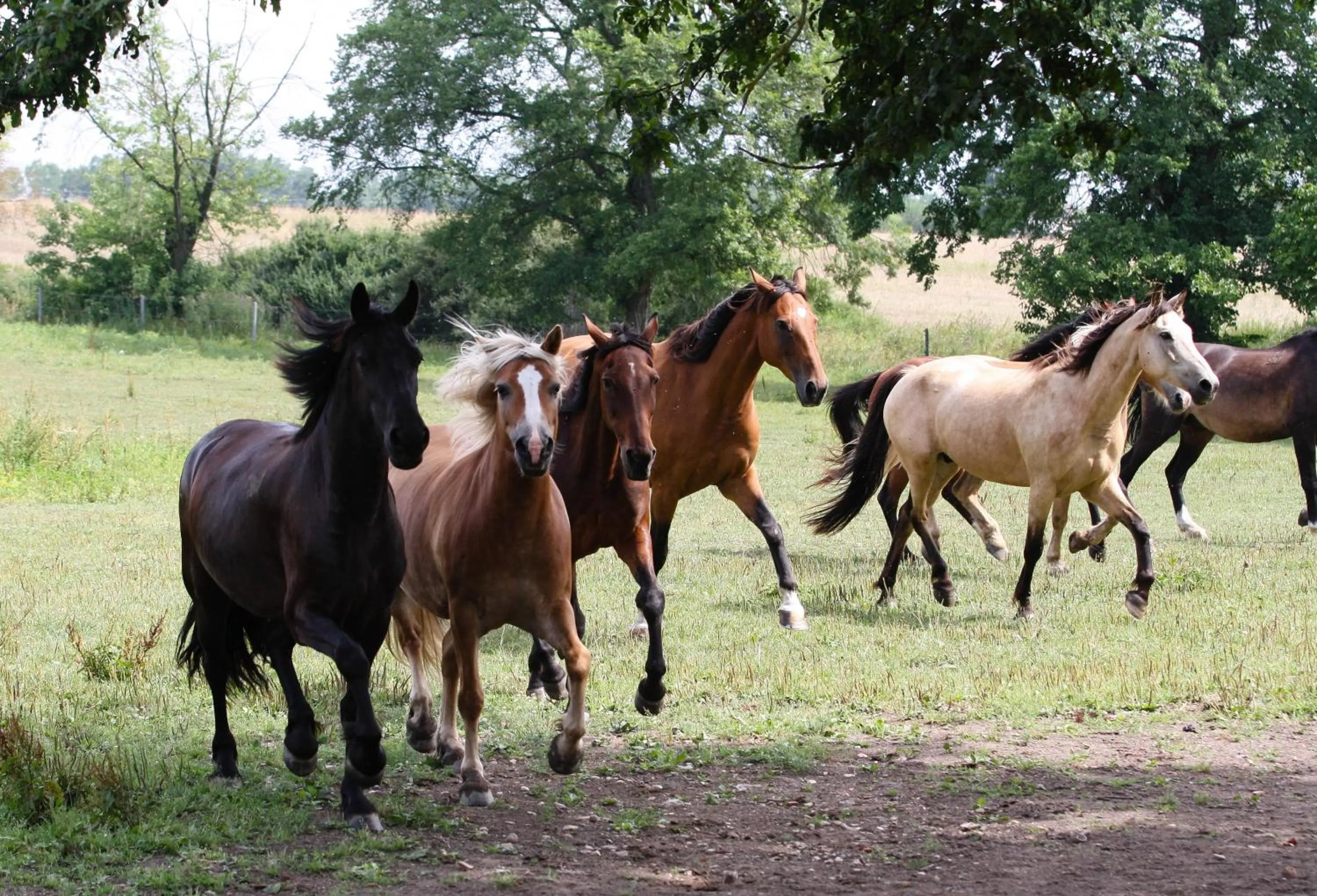 Horse-riding in Hotel Resort Stein