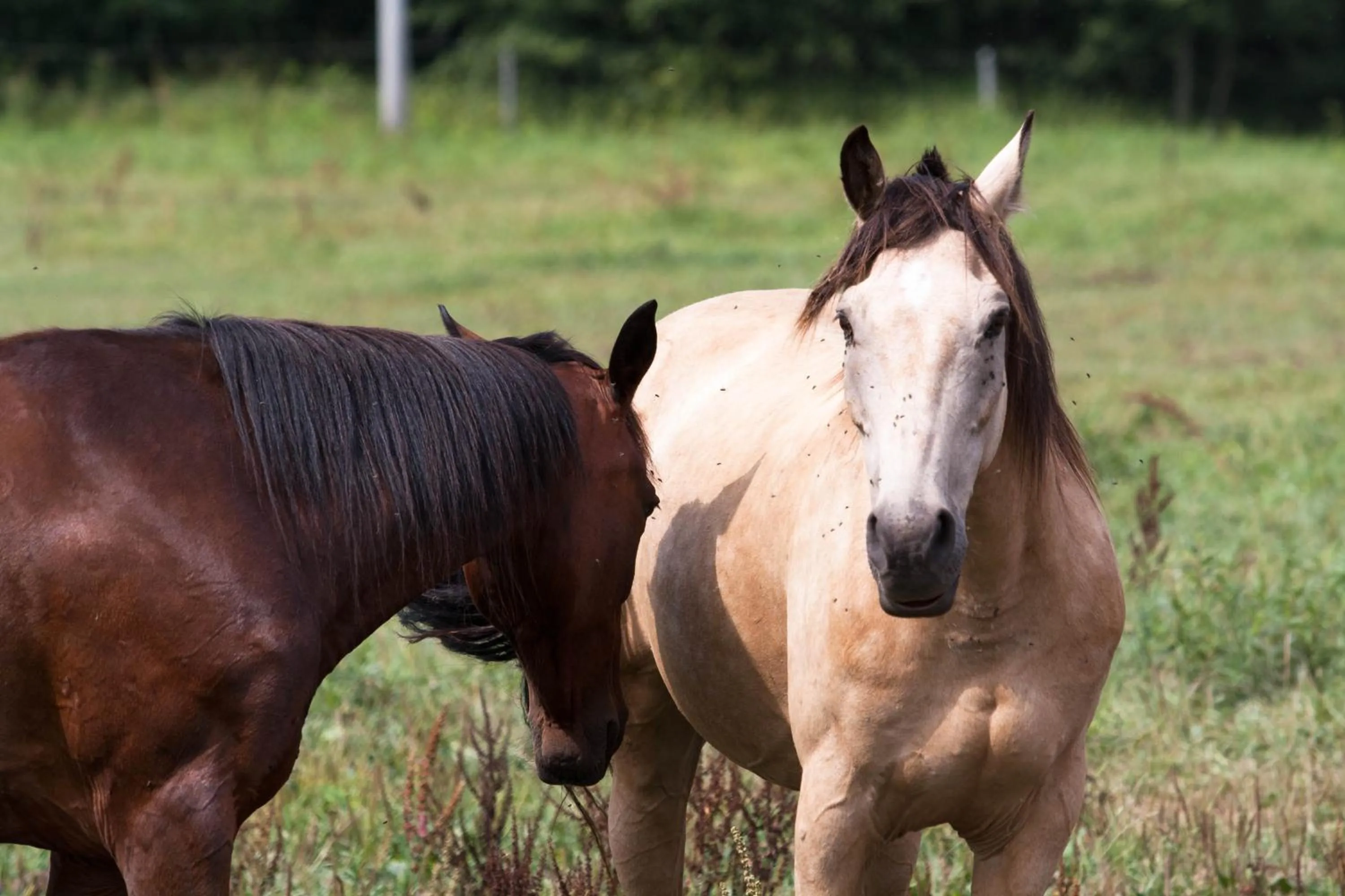 Horse-riding in Hotel Resort Stein