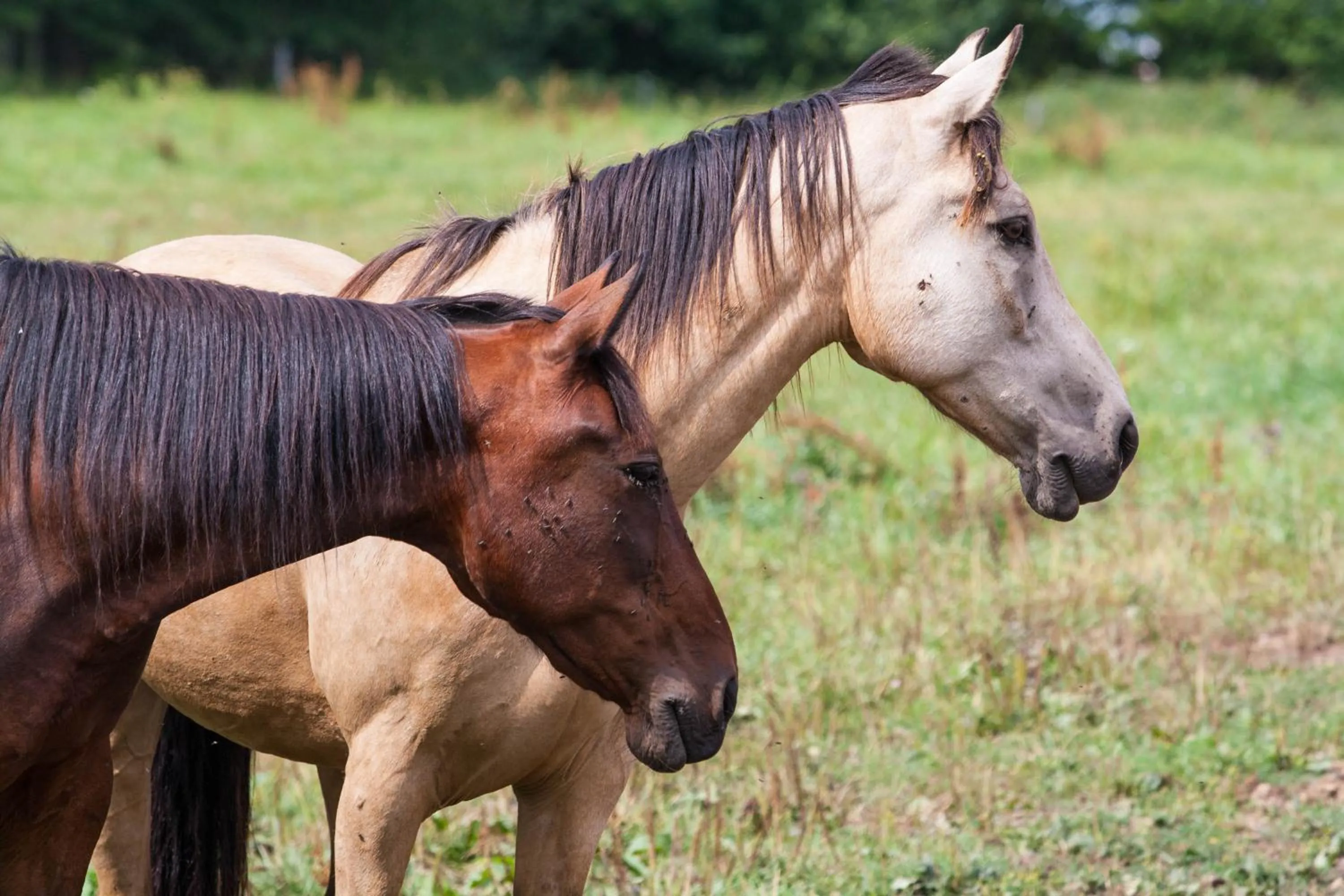 Horse-riding in Hotel Resort Stein