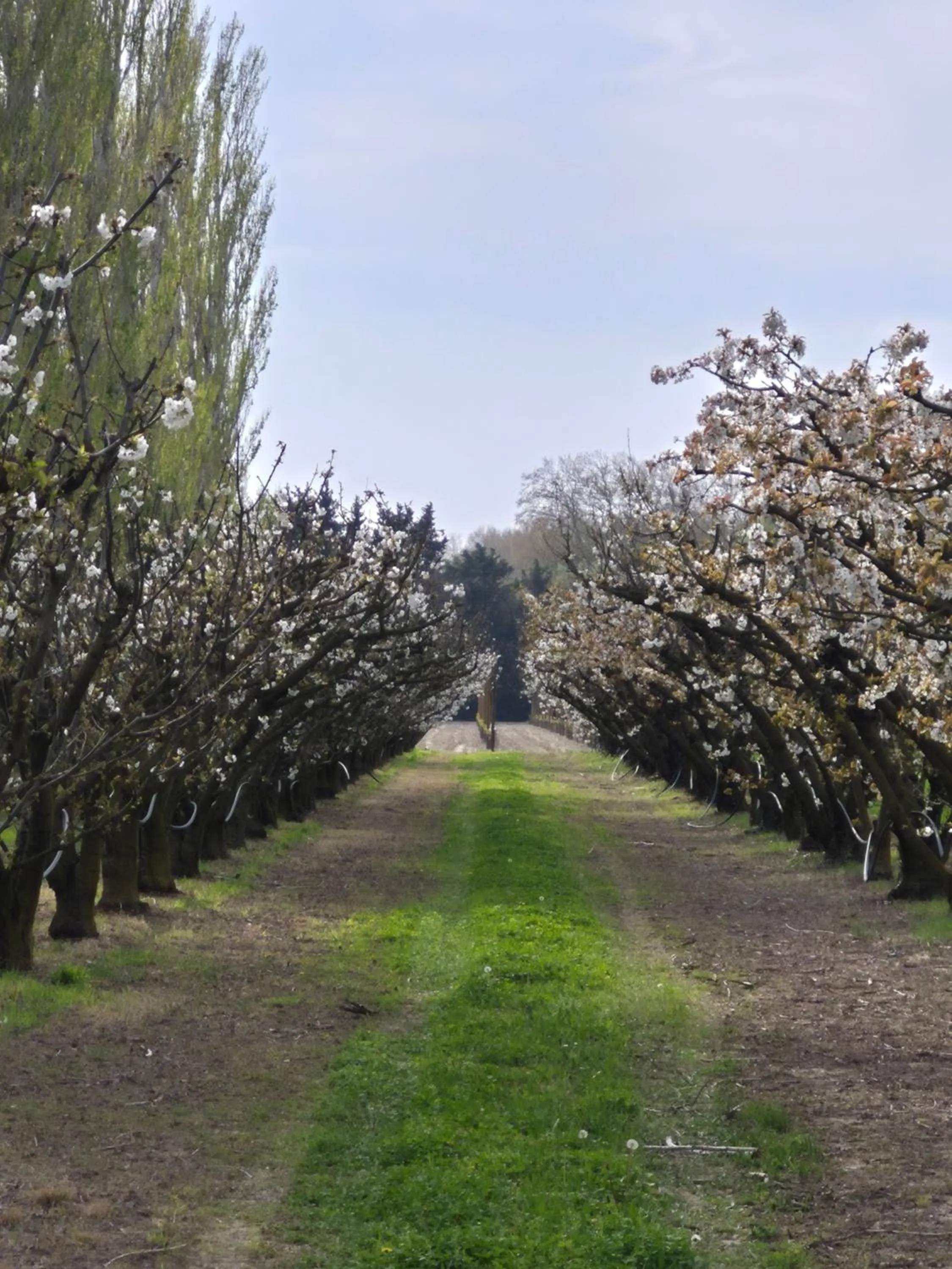 Garden in Le Mas des Cerisiers JACUZZI et SAUNA inclus pour tous les logements