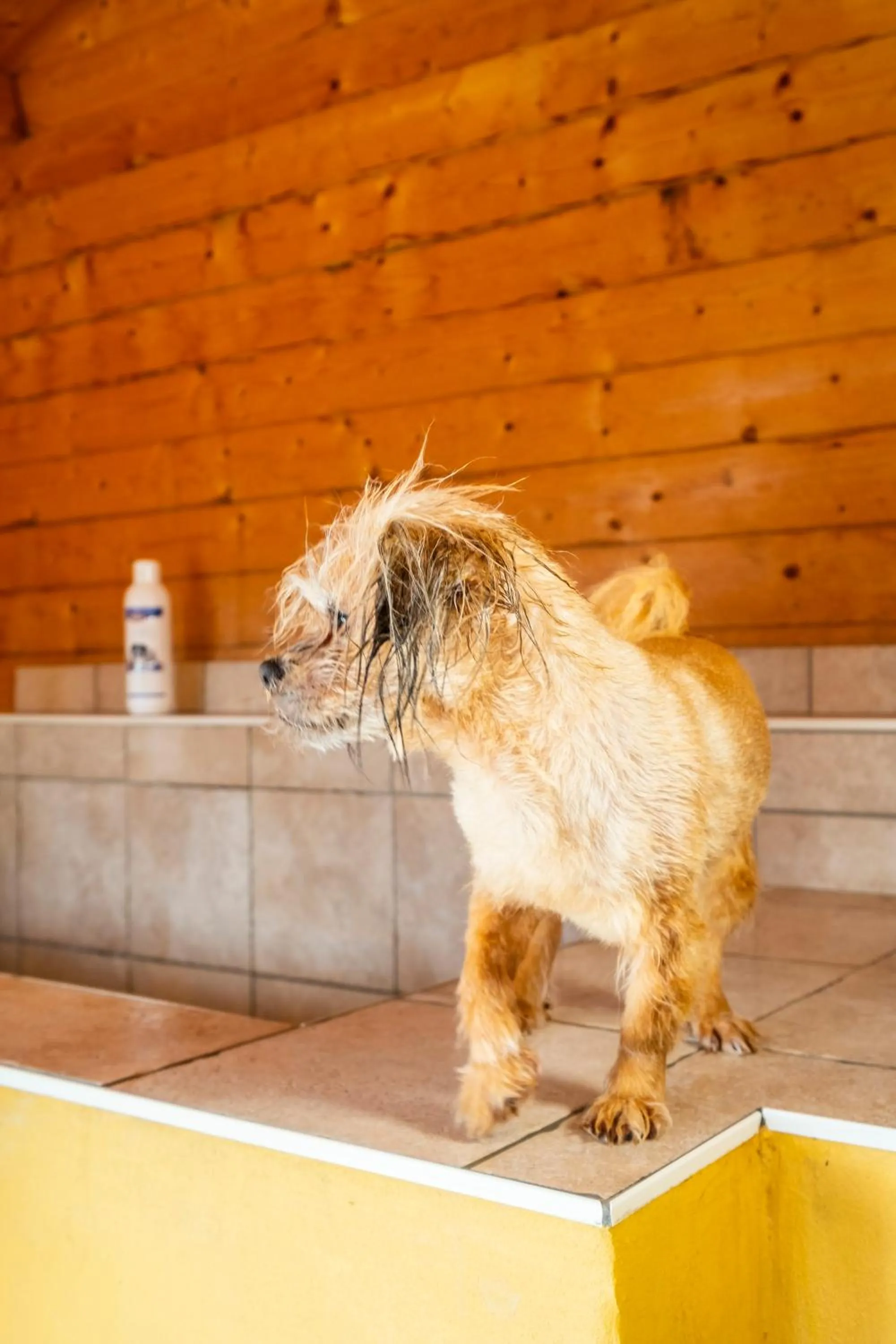 Pets in Hotel, Restaurant, Café Pharisäerhof - Nordseeurlaub mit Hund