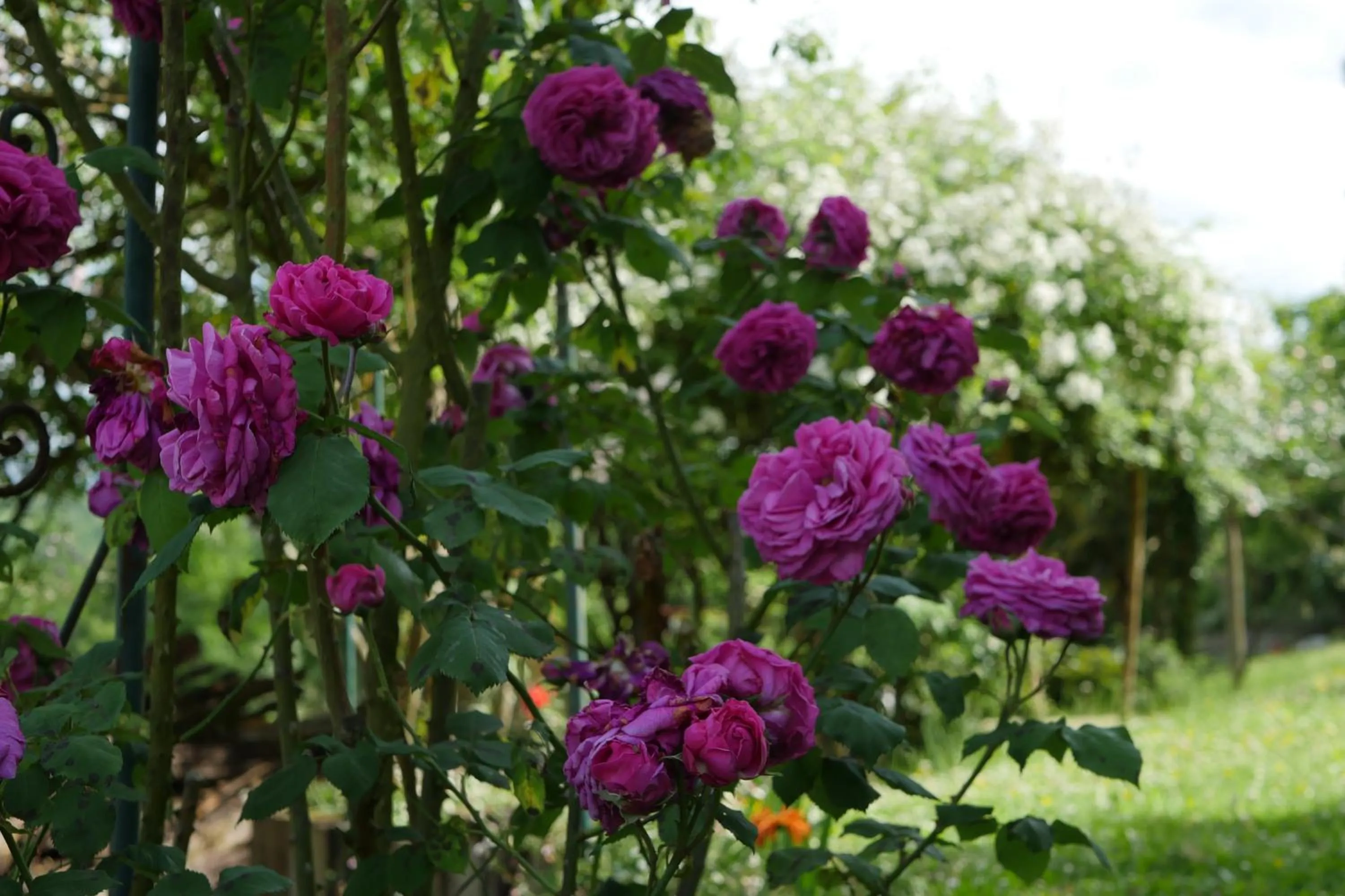Property building in Chambres d'Hôtes Secret Pyrenées