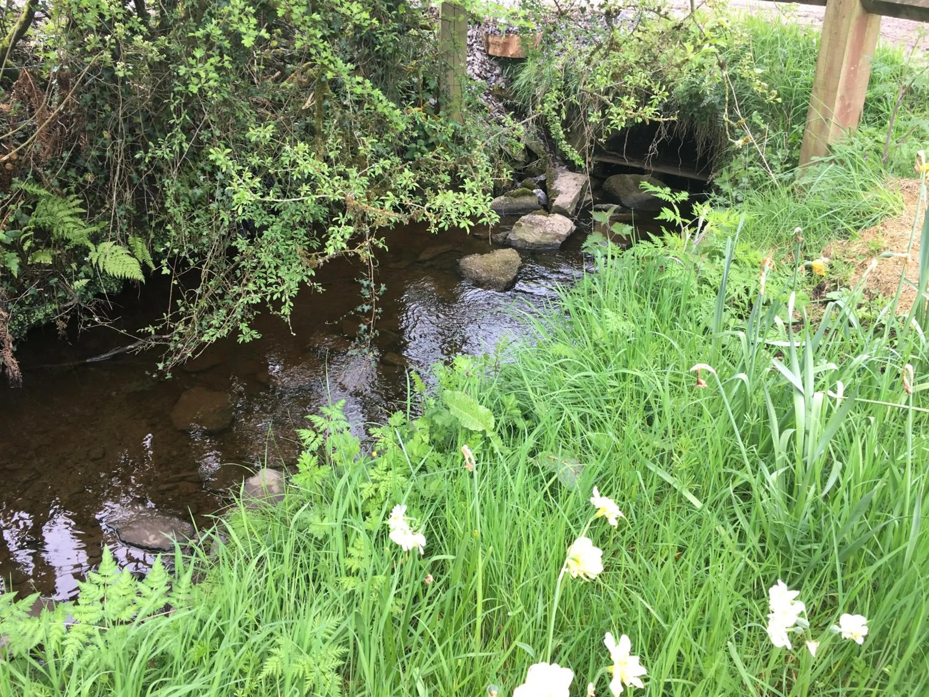 Garden in Ferney House