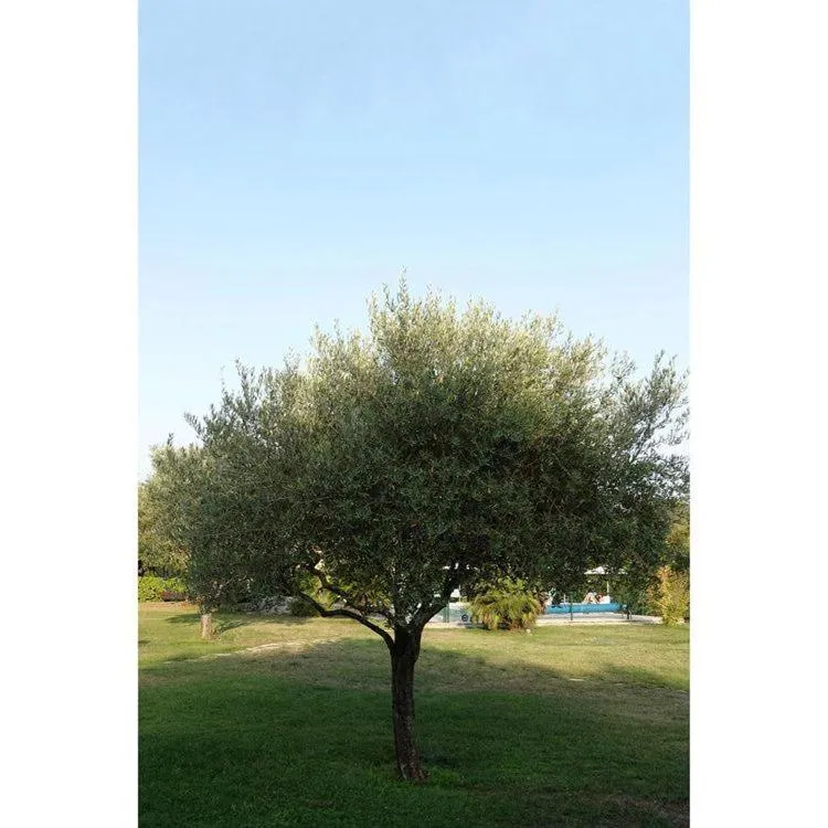 Garden in La Résidence du Moulin