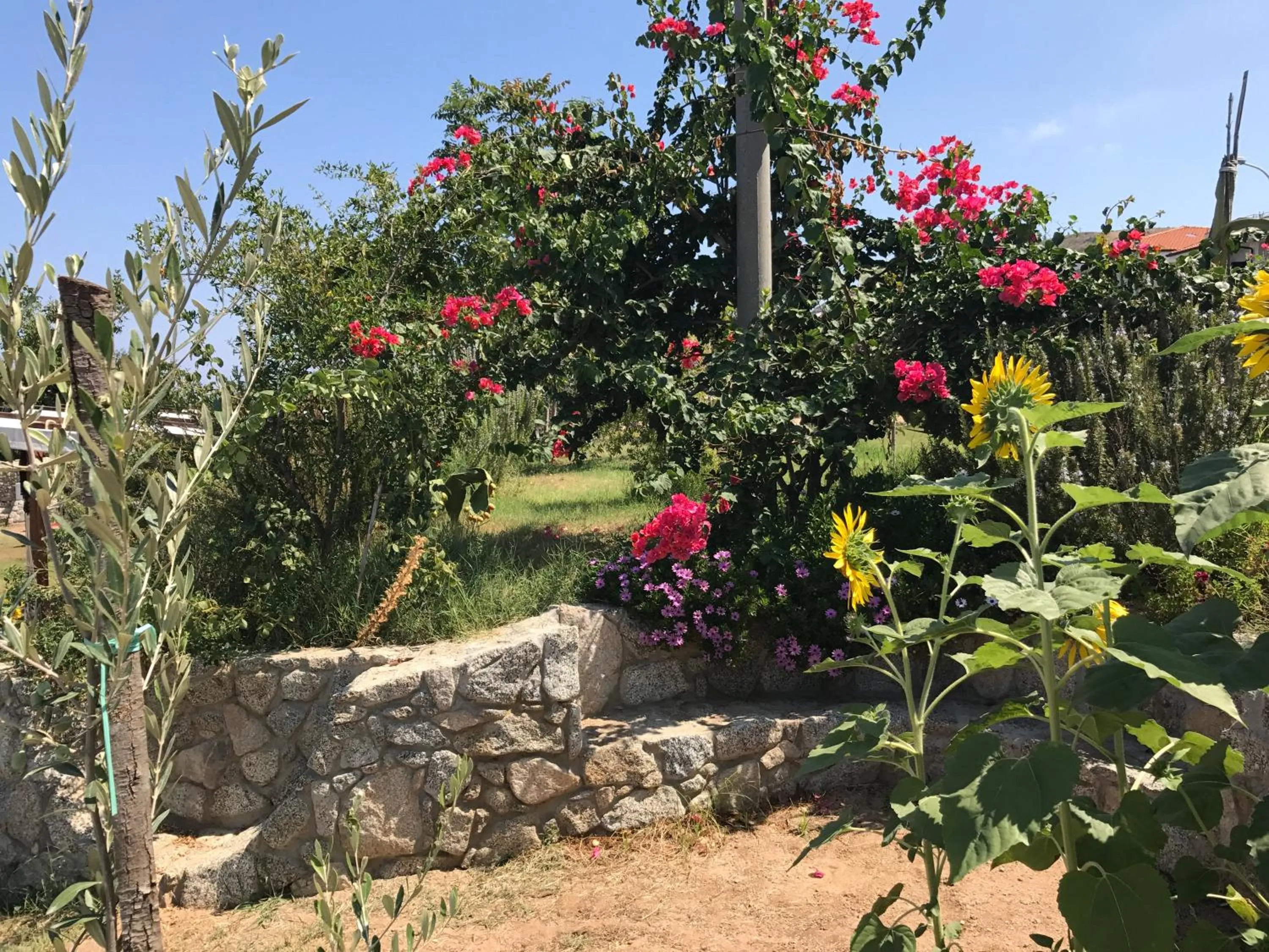 Garden in Appartamenti Pousada Michelino