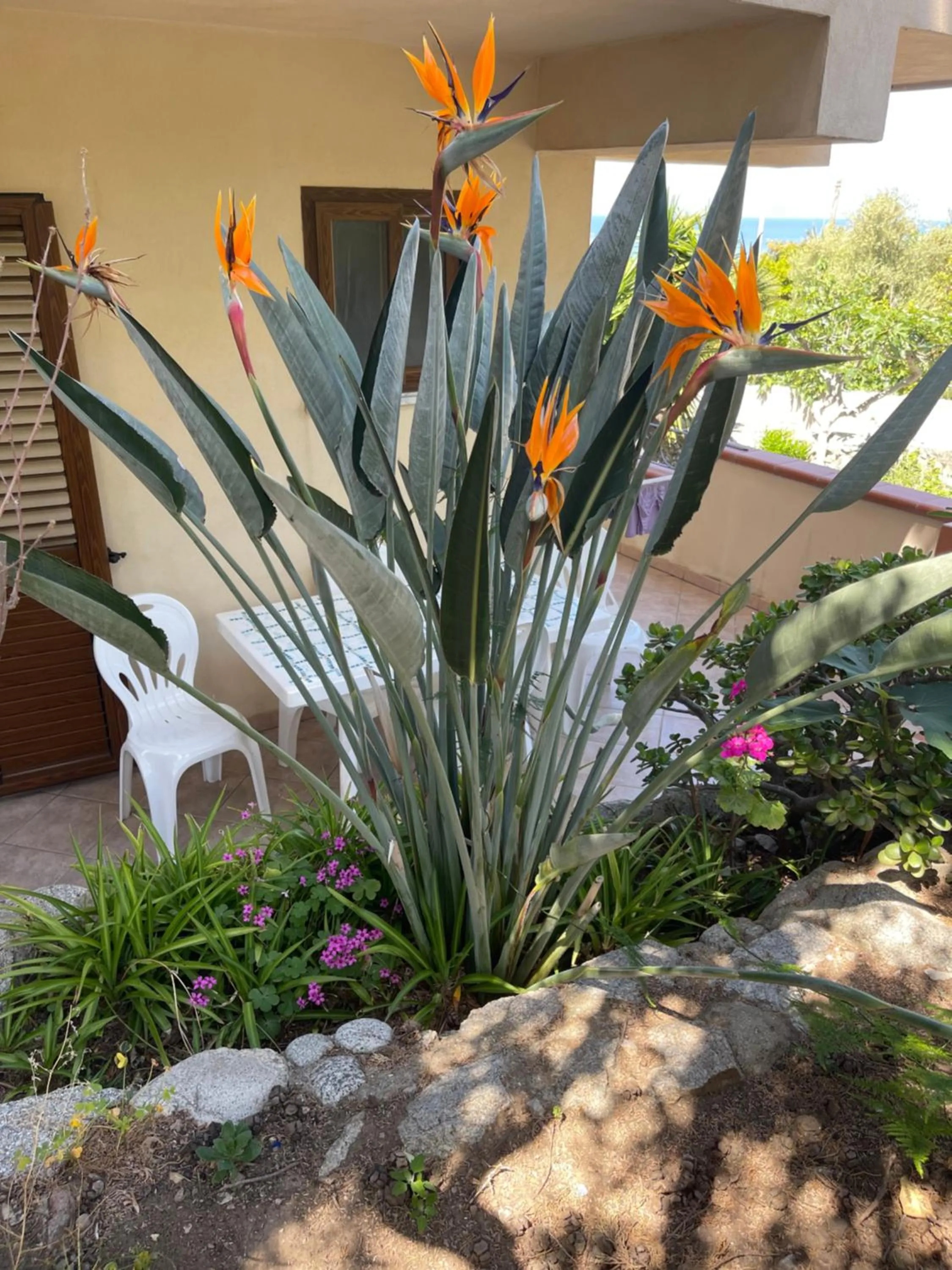 Garden in Appartamenti Pousada Michelino