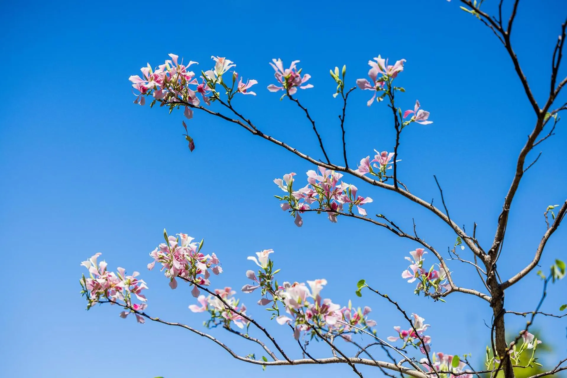 Garden in Kipara Tropical Rainforest Retreat