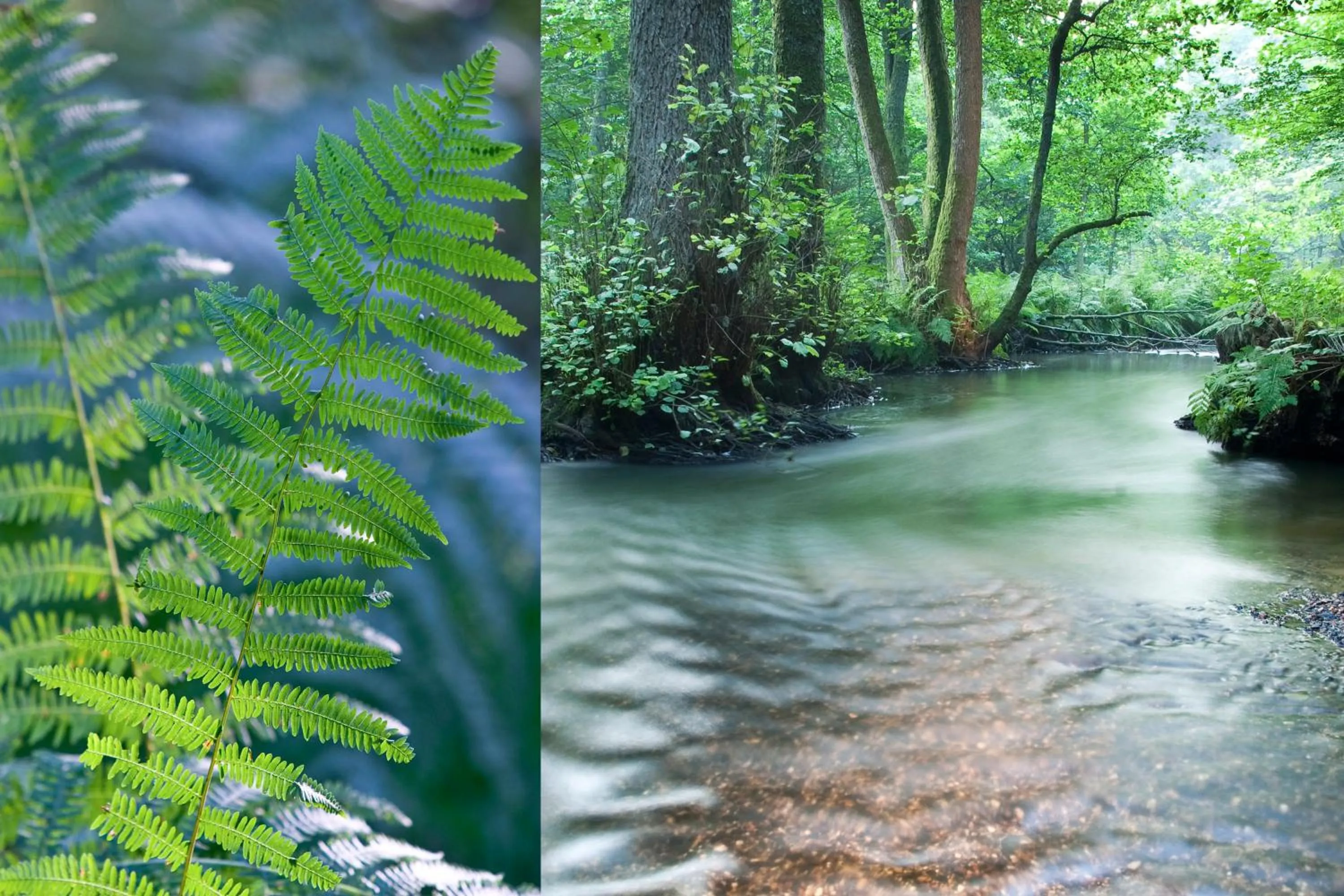 Area and facilities in Spa Hôtel Restaurant Au Lion d'Or