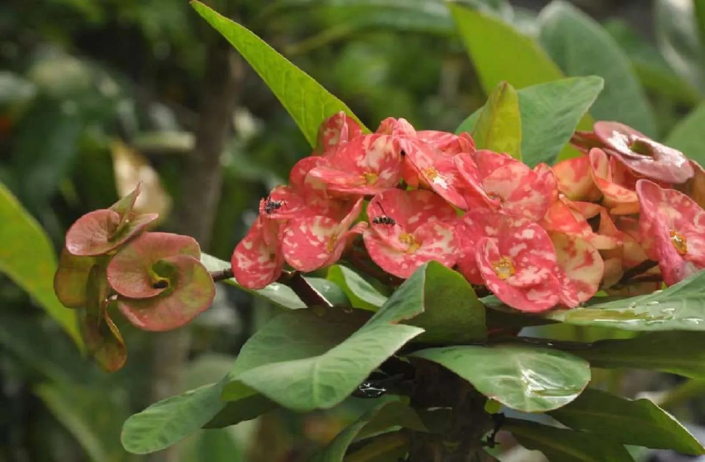 Garden in Candra Asri Bungalow! Free Early Check In!