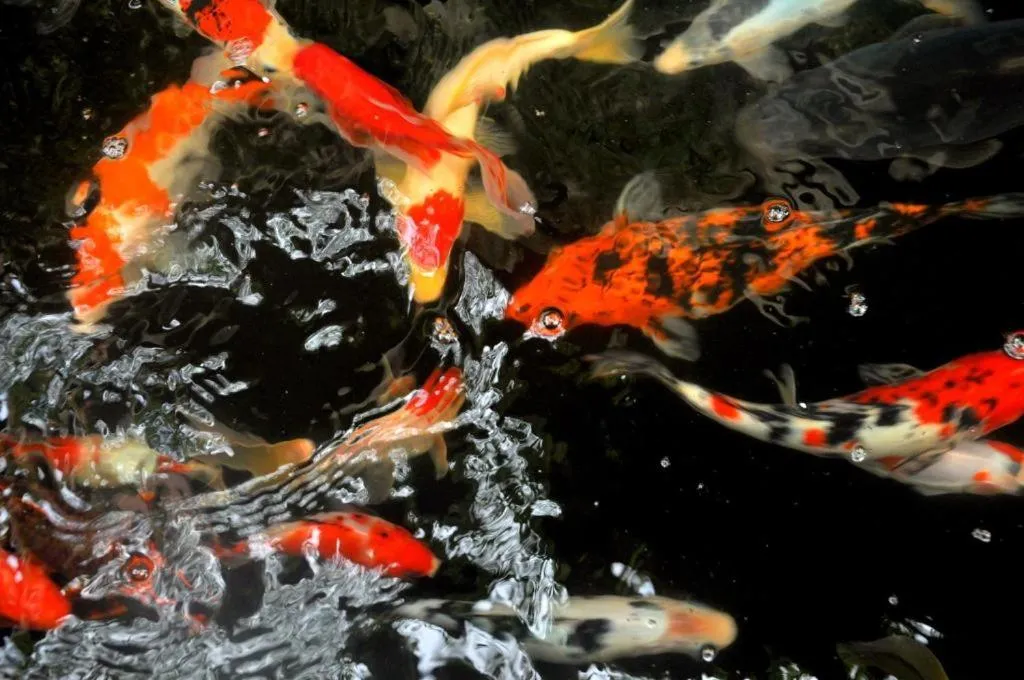 Animals in Candra Asri Bungalow! Free Early Check In!