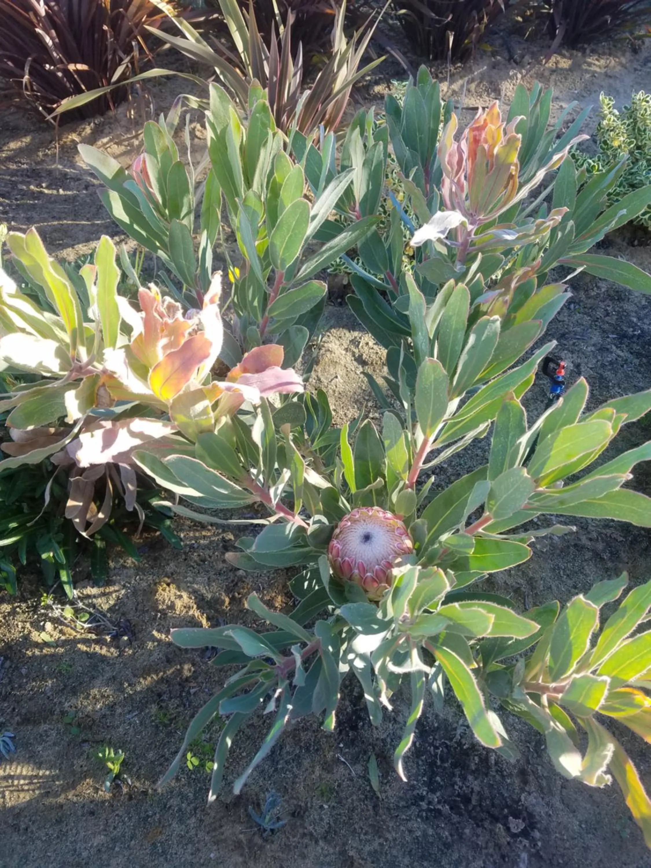 Property building in Linda se Dop