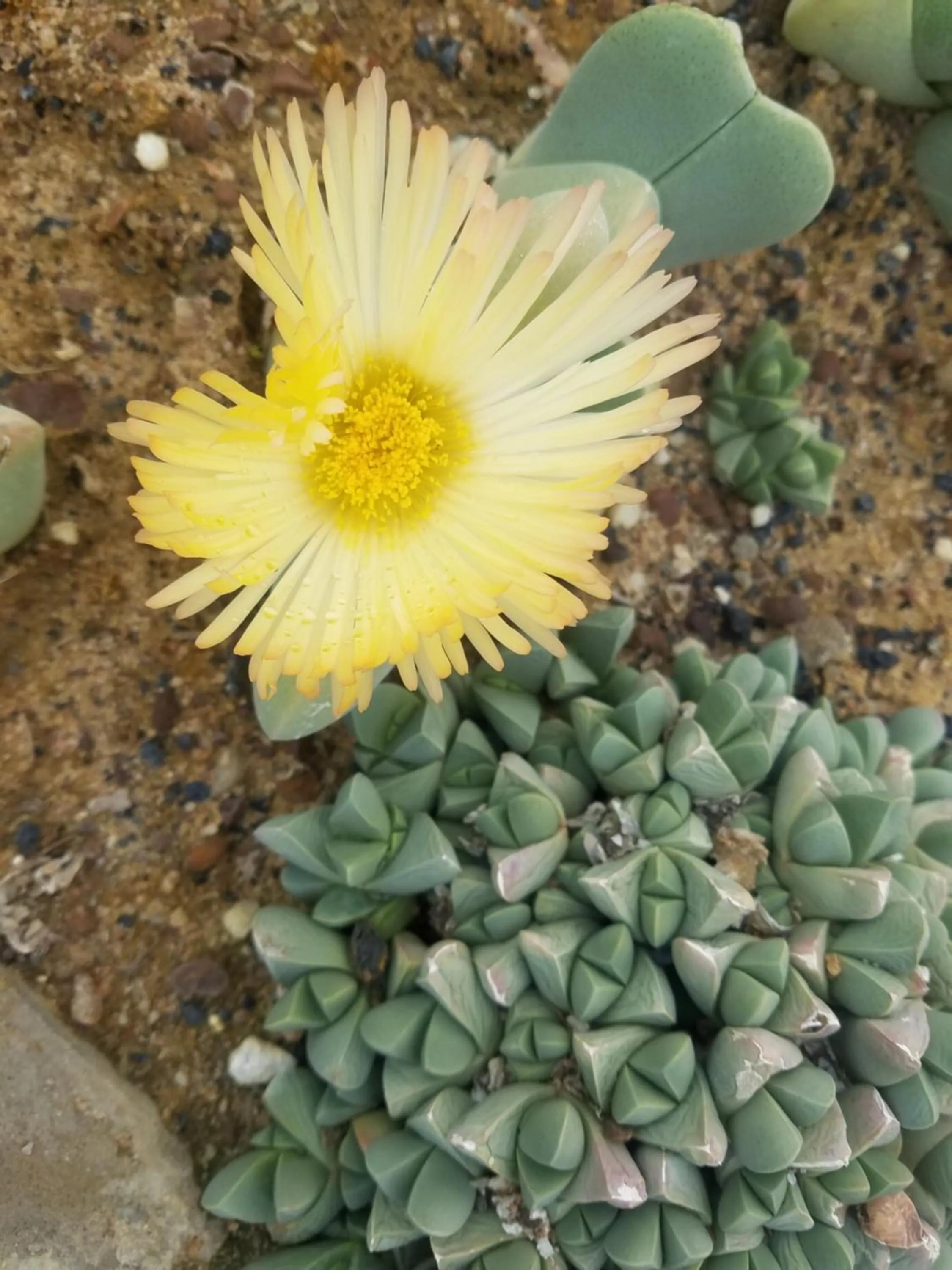 Property building in Linda se Dop