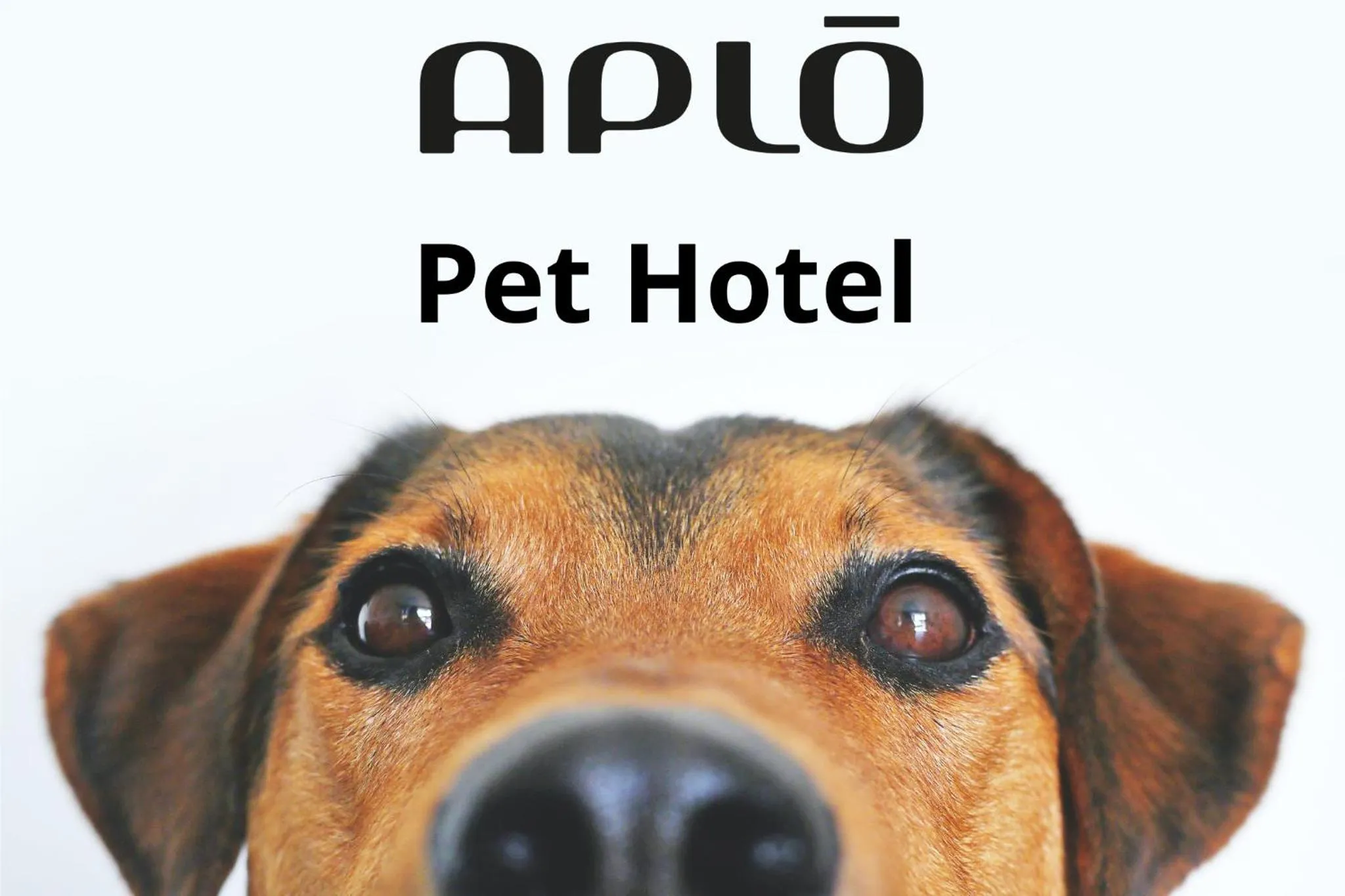 Pets in Hotel Aplo - Breakfast Experience