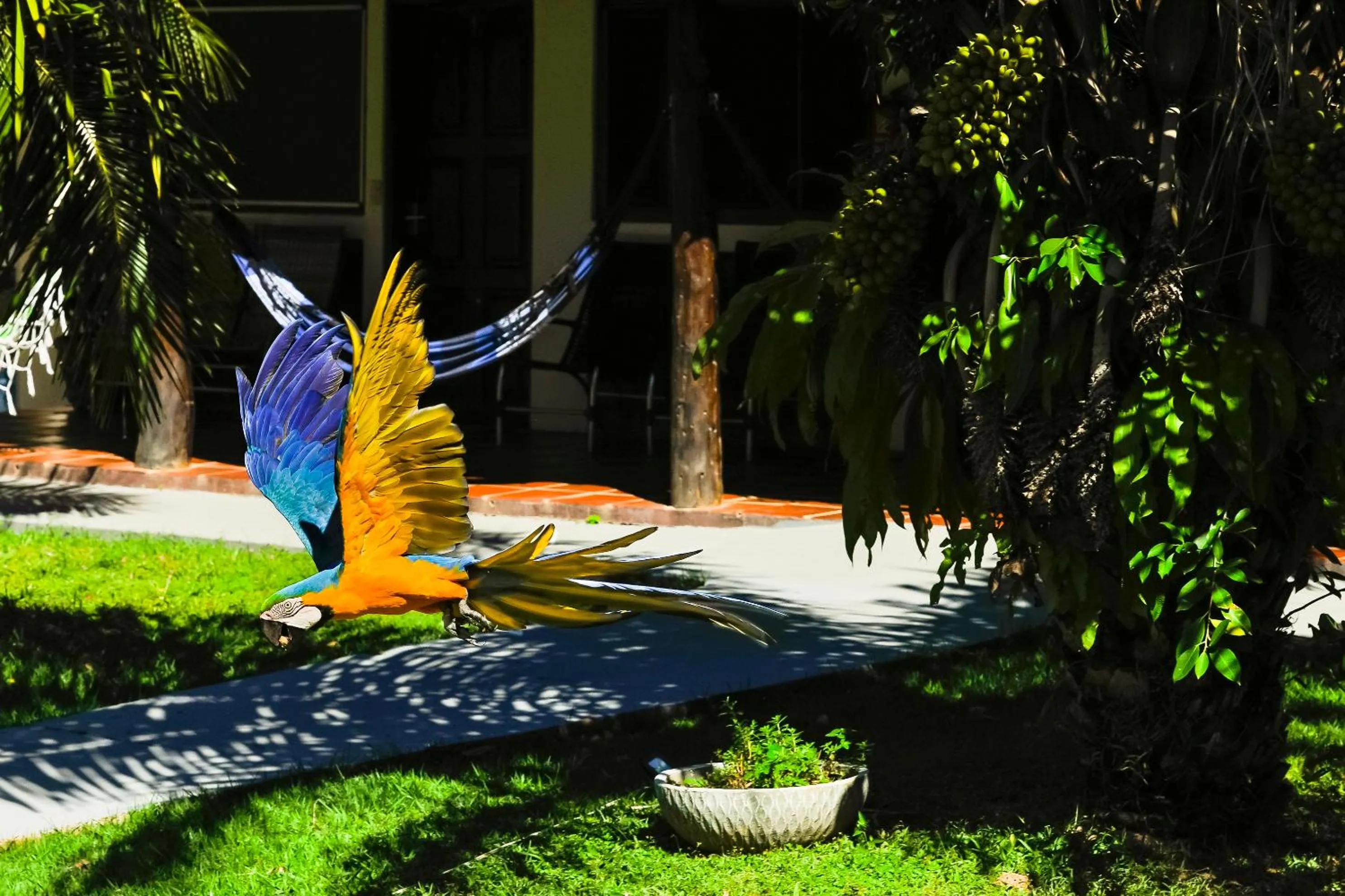 Animals in Pousada Piuval