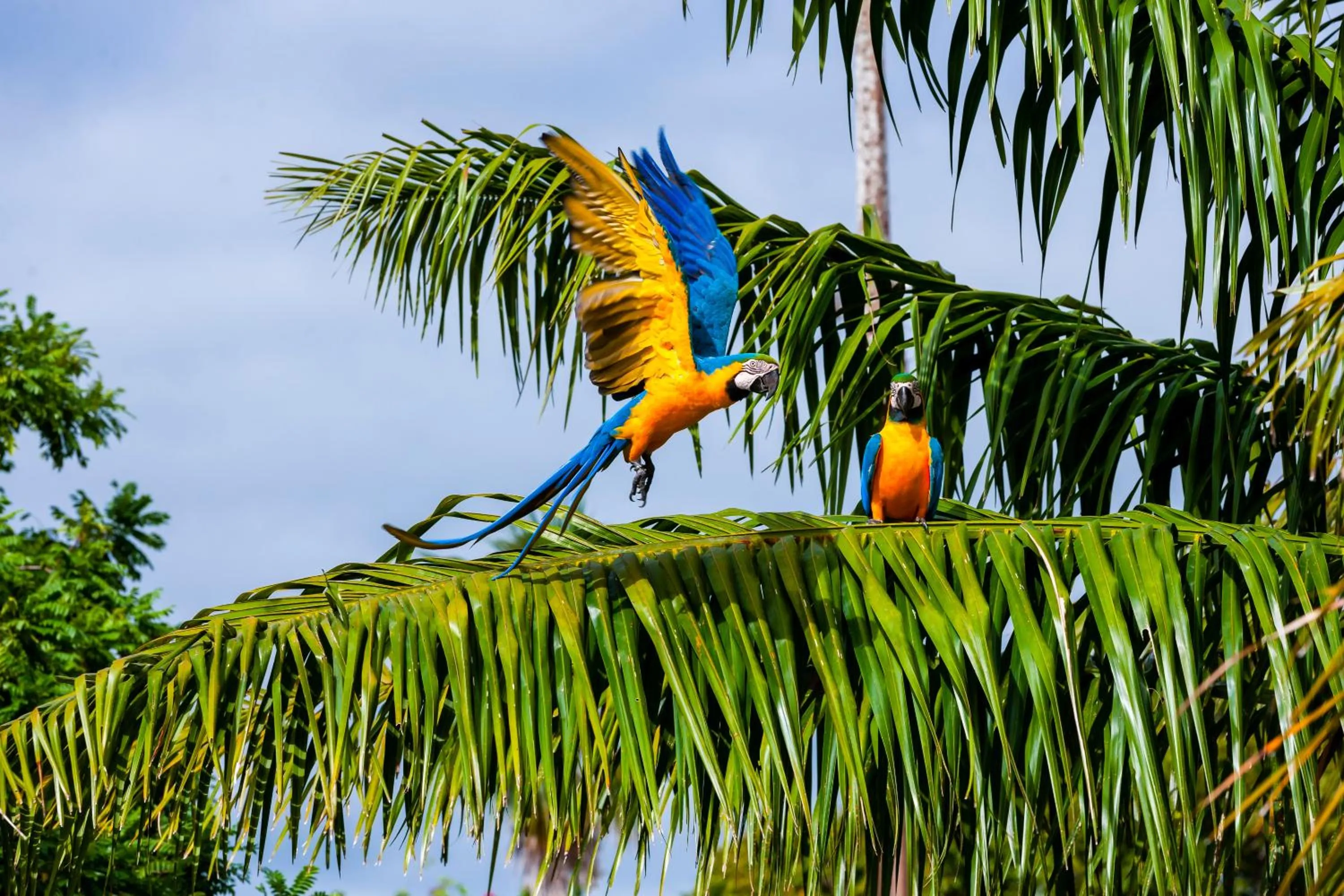 Animals in Pousada Piuval