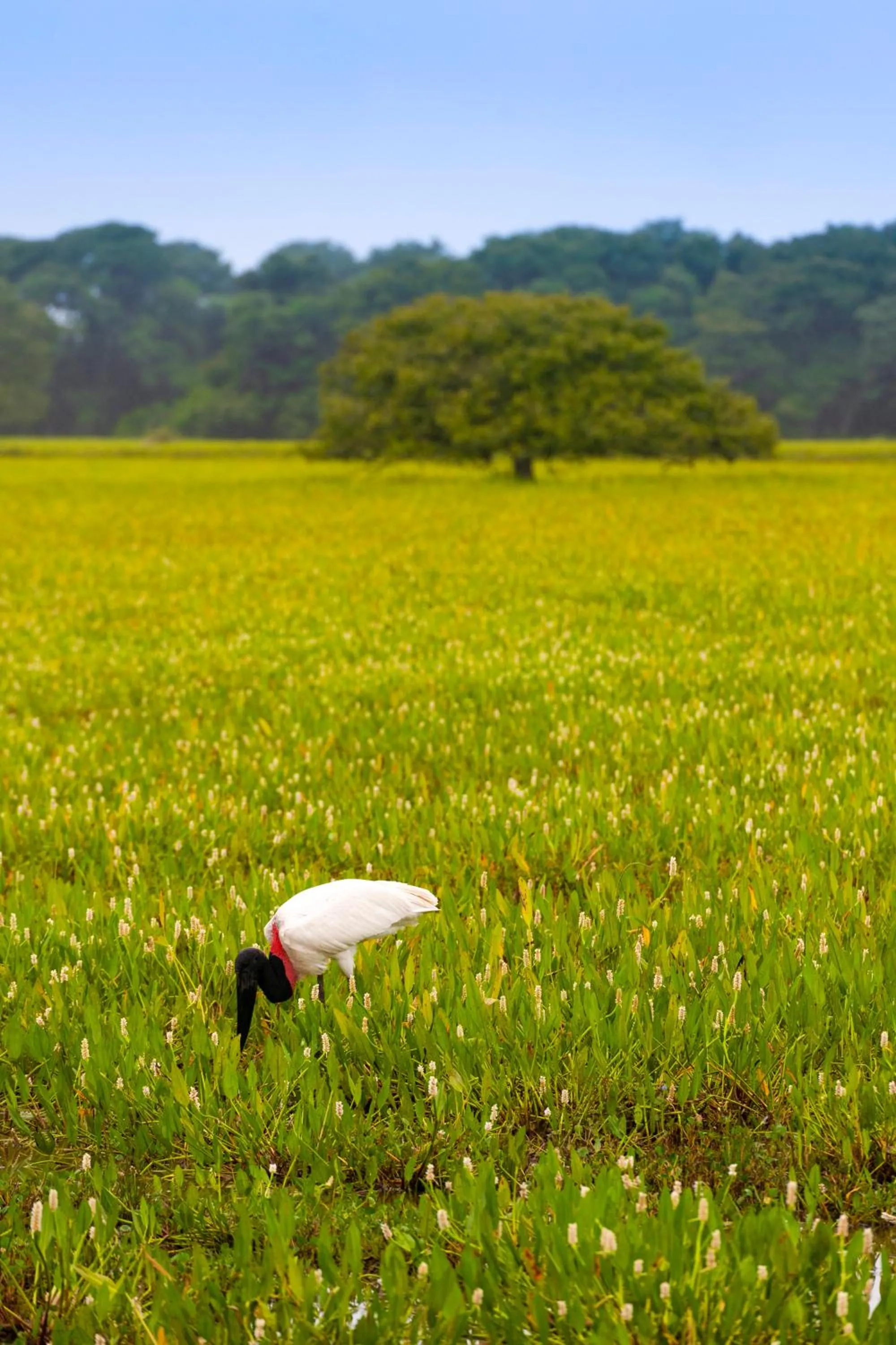 Natural landscape in Pousada Piuval