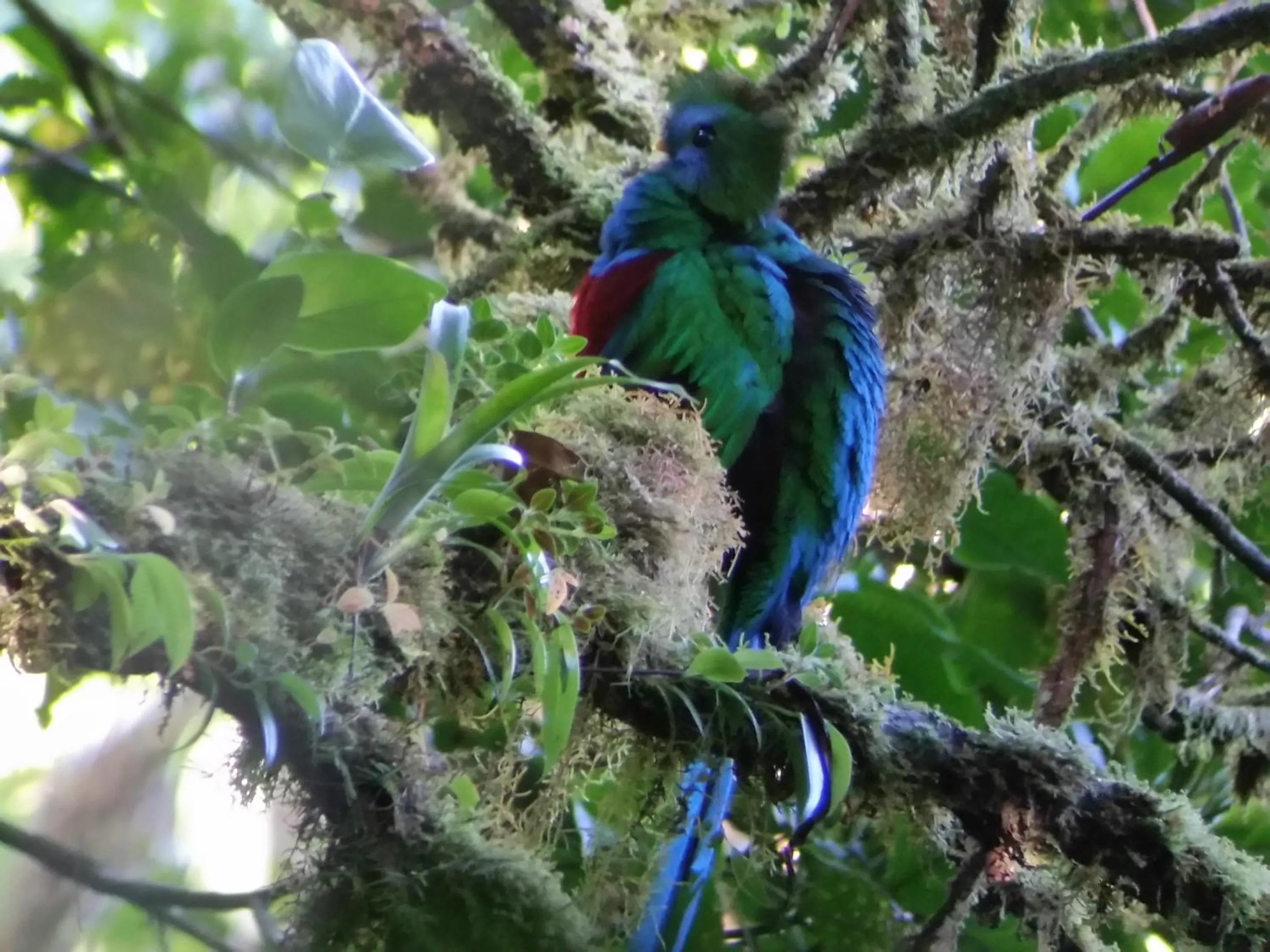 Animals in Monteverde Lodge