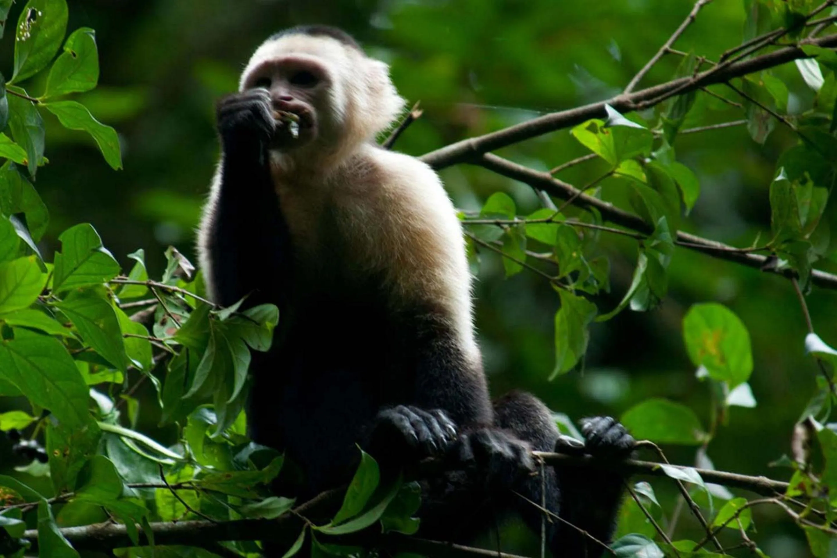 Animals in Monteverde Lodge