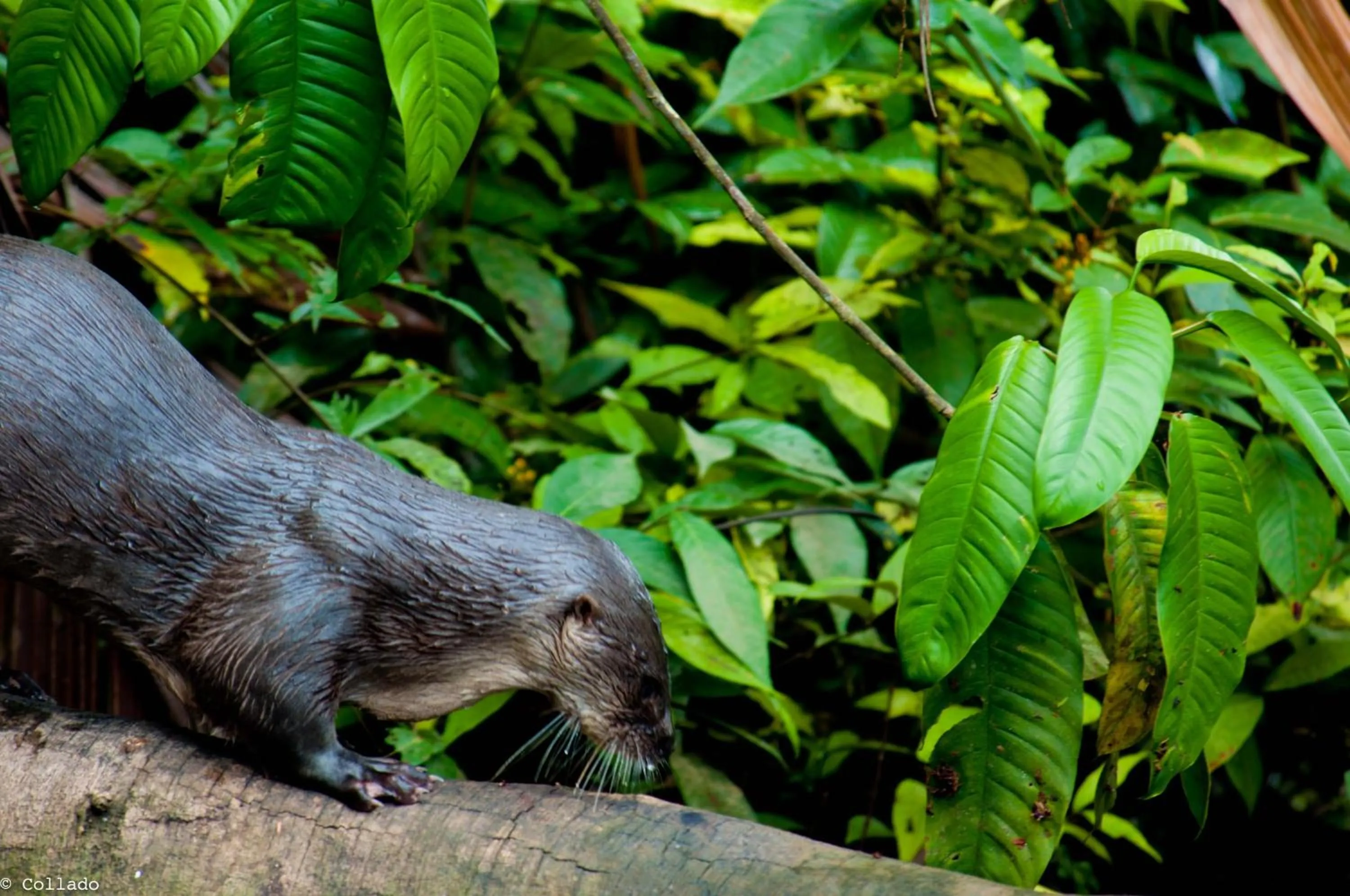 Other in Tortuga Lodge