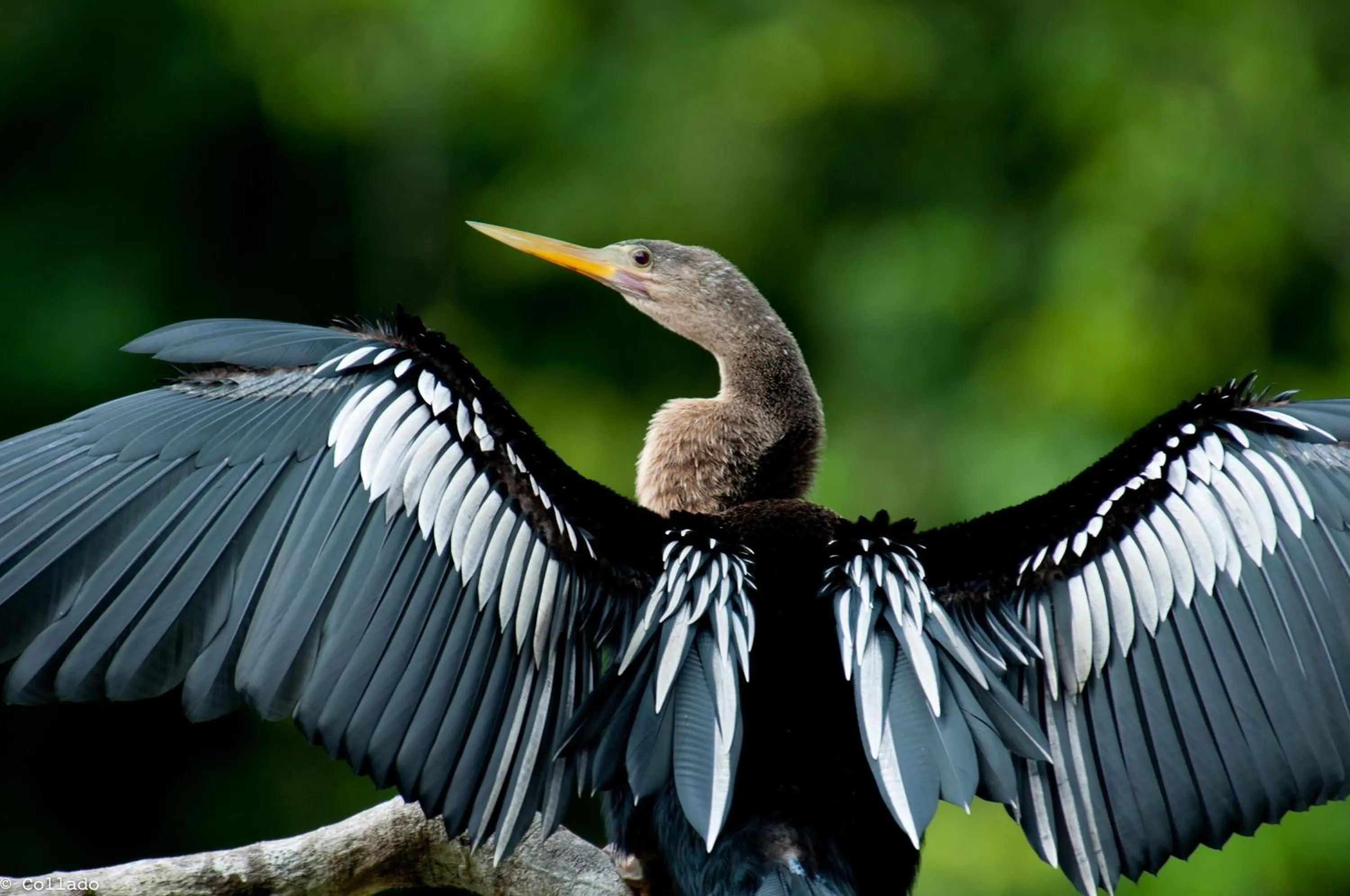 Other in Tortuga Lodge