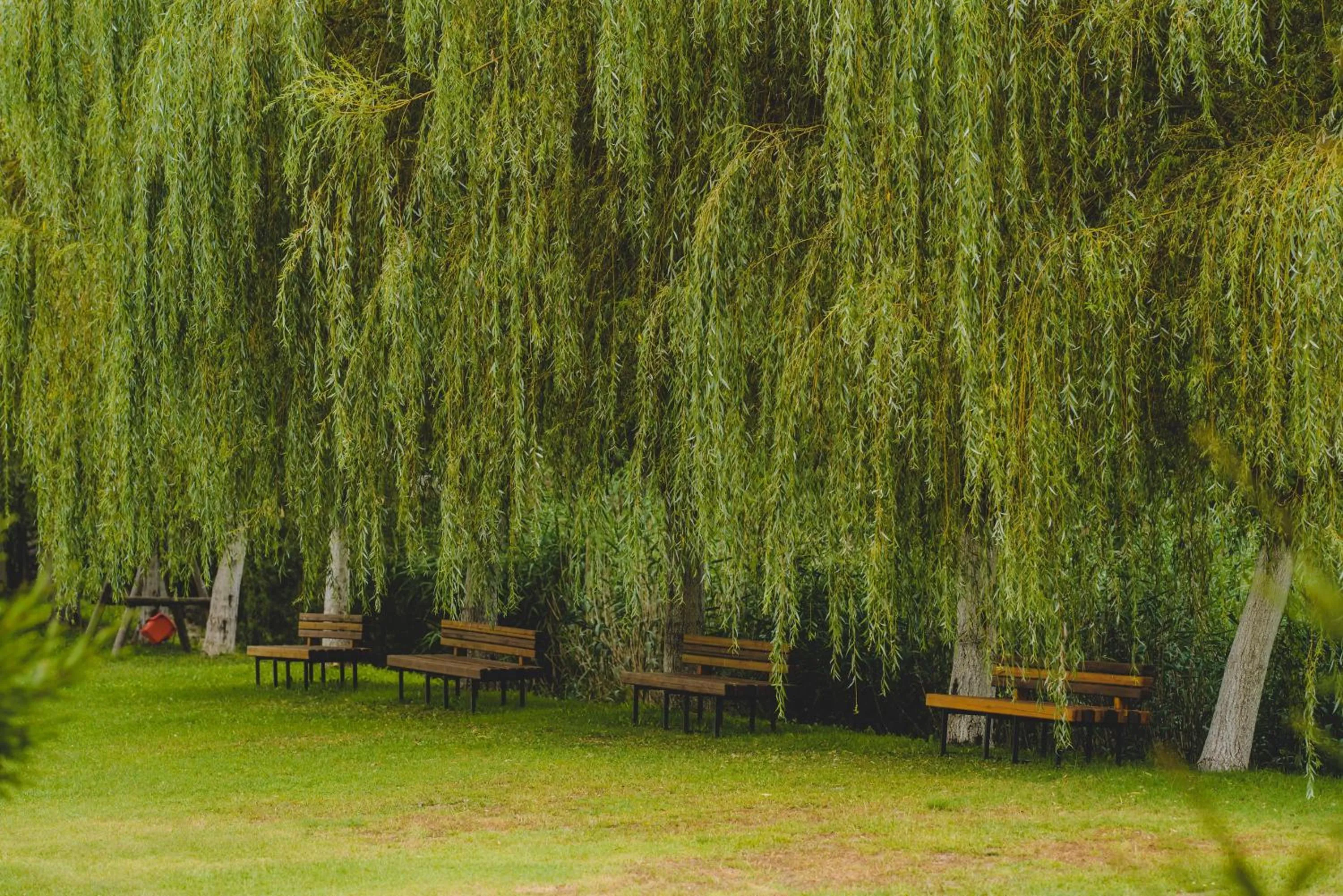 Garden in Hotel Class