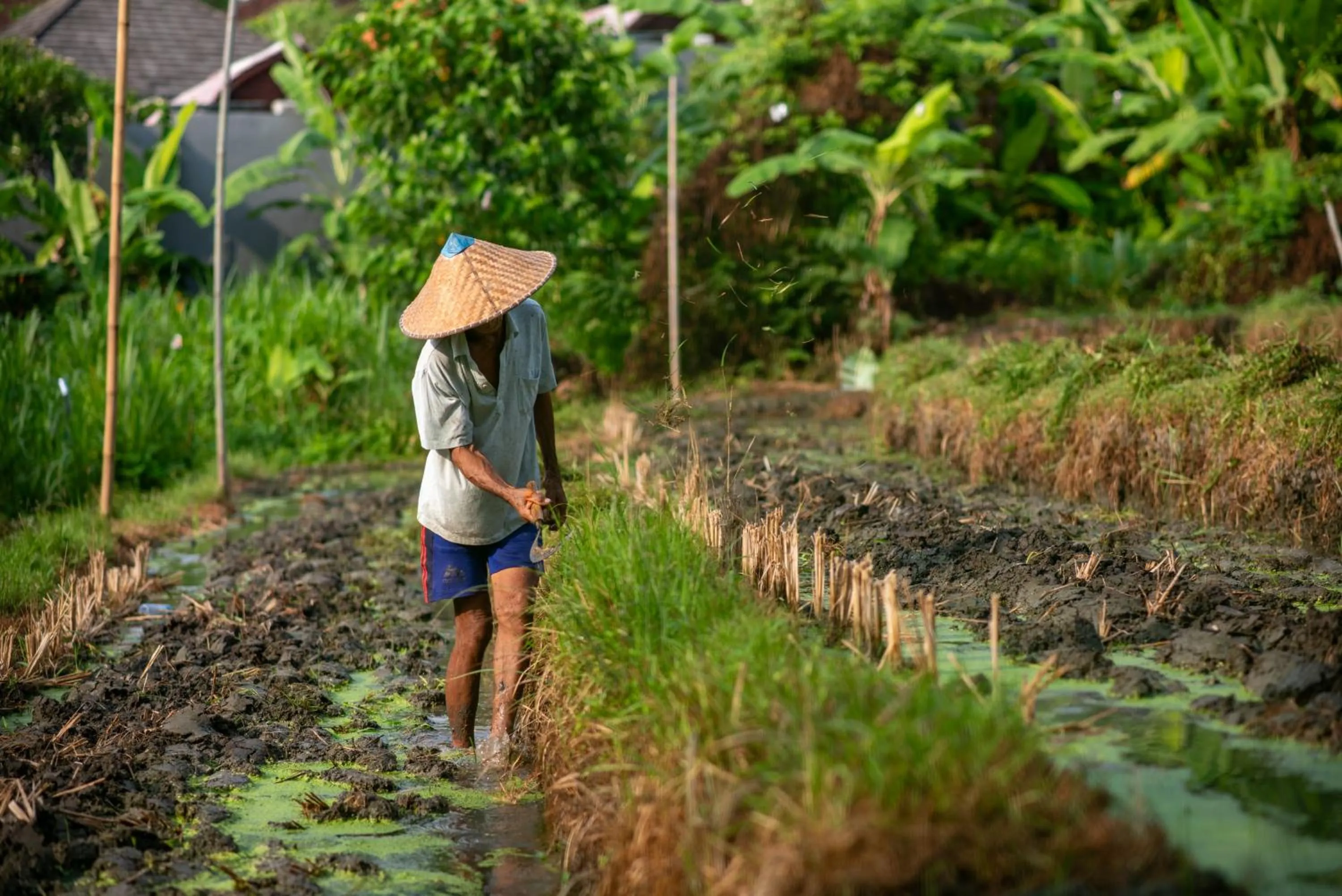 Garden in Pangkung Sari Bed and Breakfast