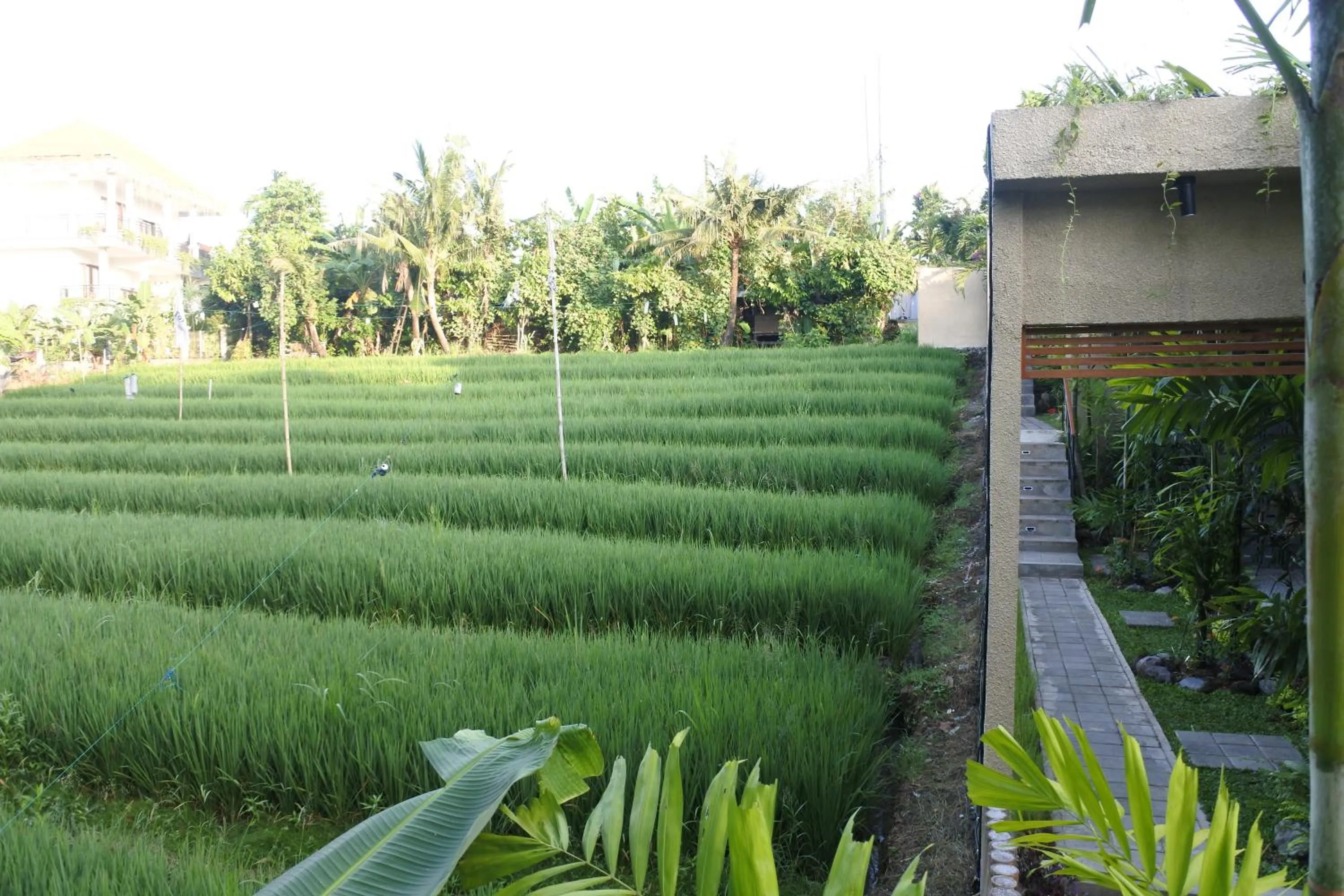 Garden view in Pangkung Sari Bed and Breakfast